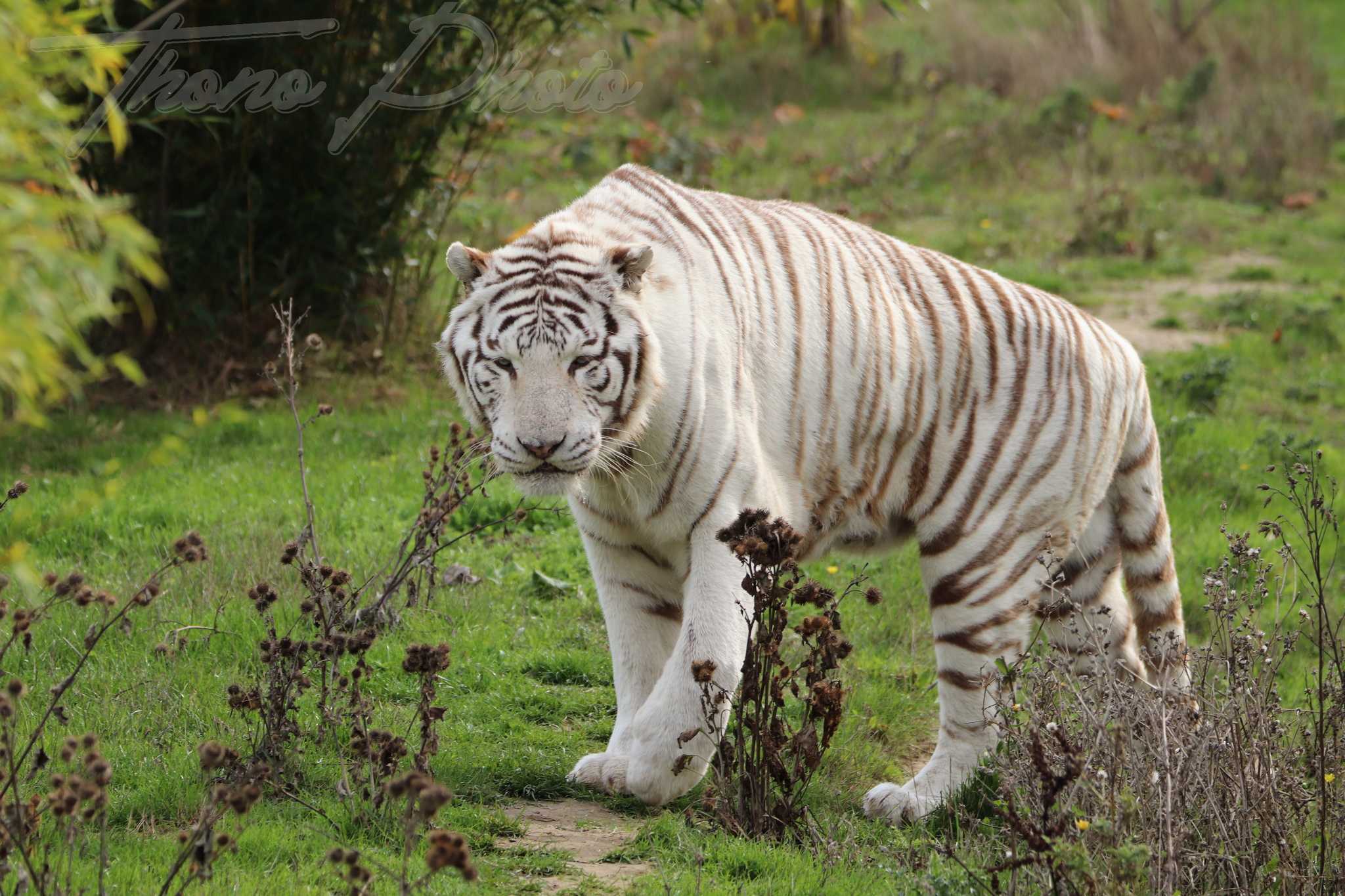 Tigre blanc 2020 10 19 4811f