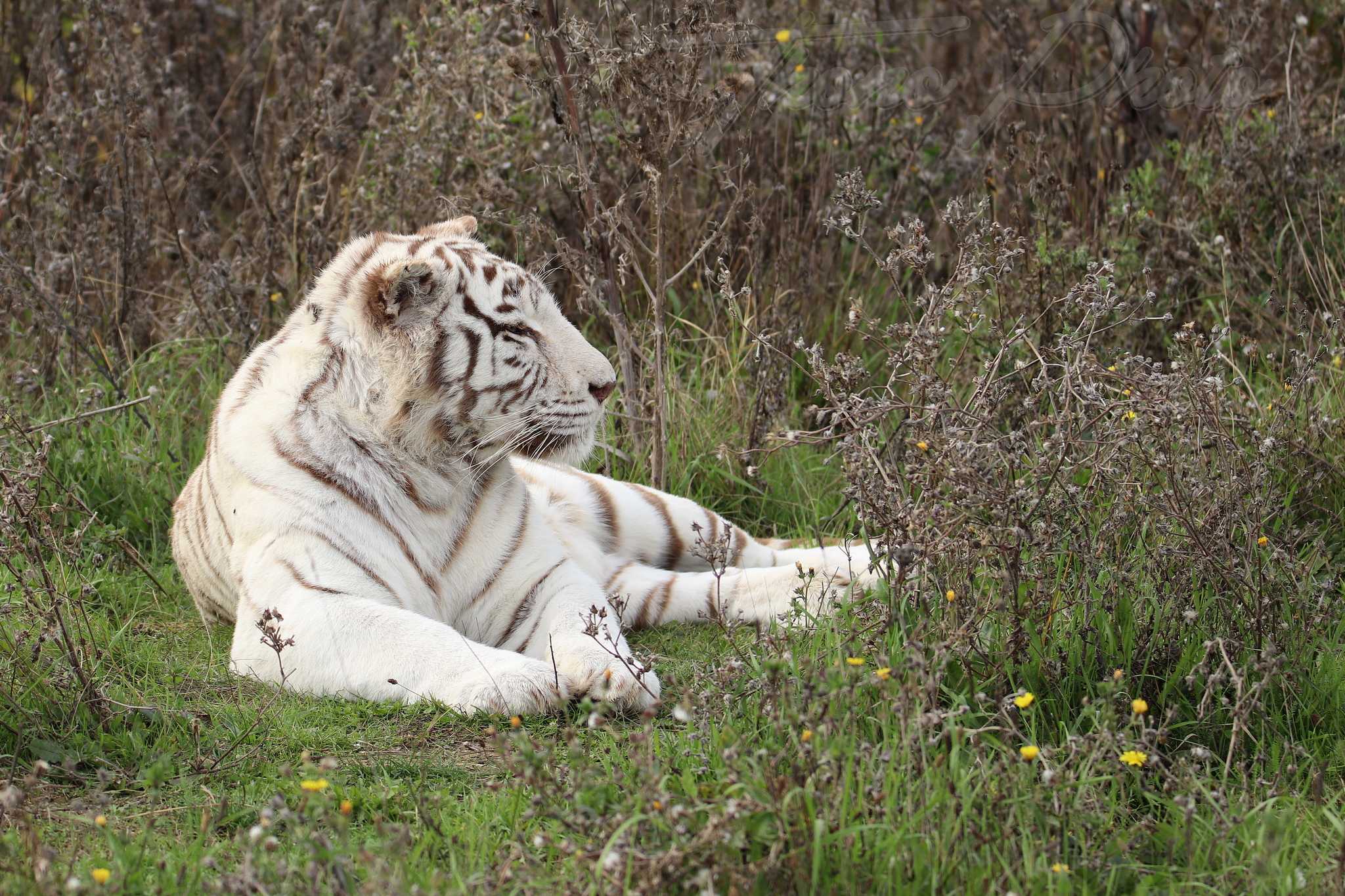 Tigre blanc 2020 10 19 4815f