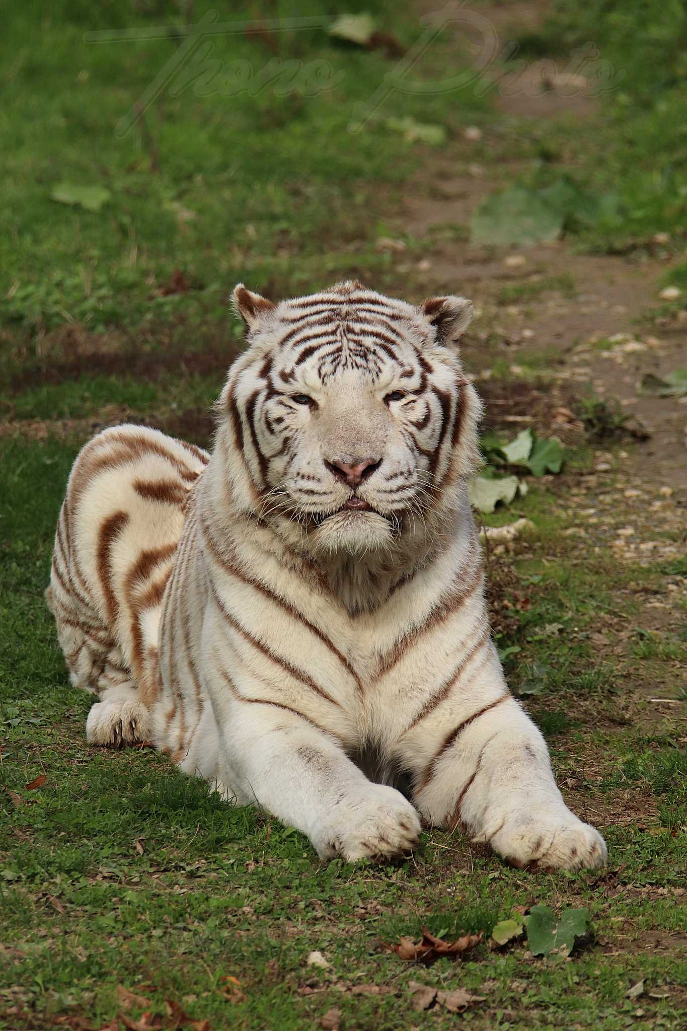 Tigre blanc 2020 10 19 4818f