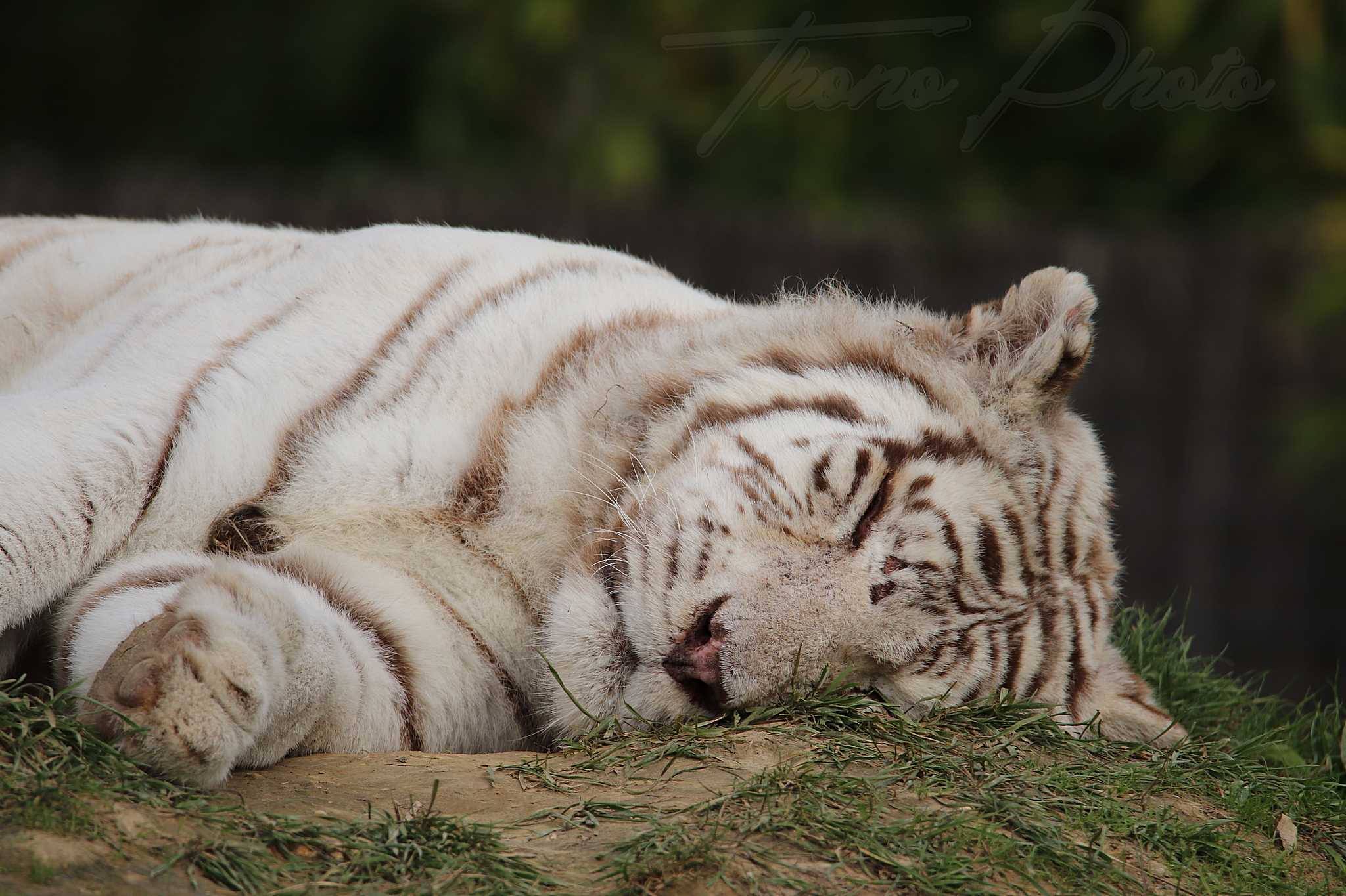 Tigre blanc 2020 10 19 4831f