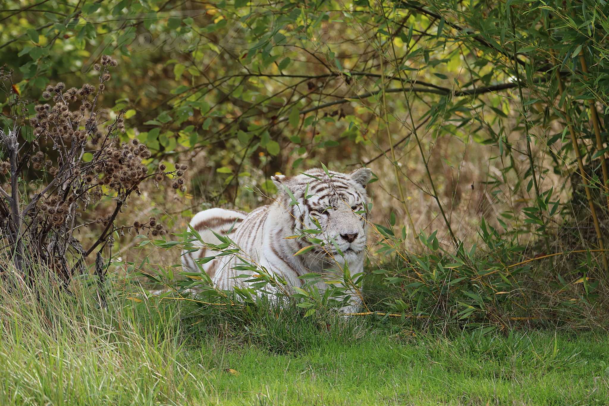 Tigre blanc 2020 10 19 4834f