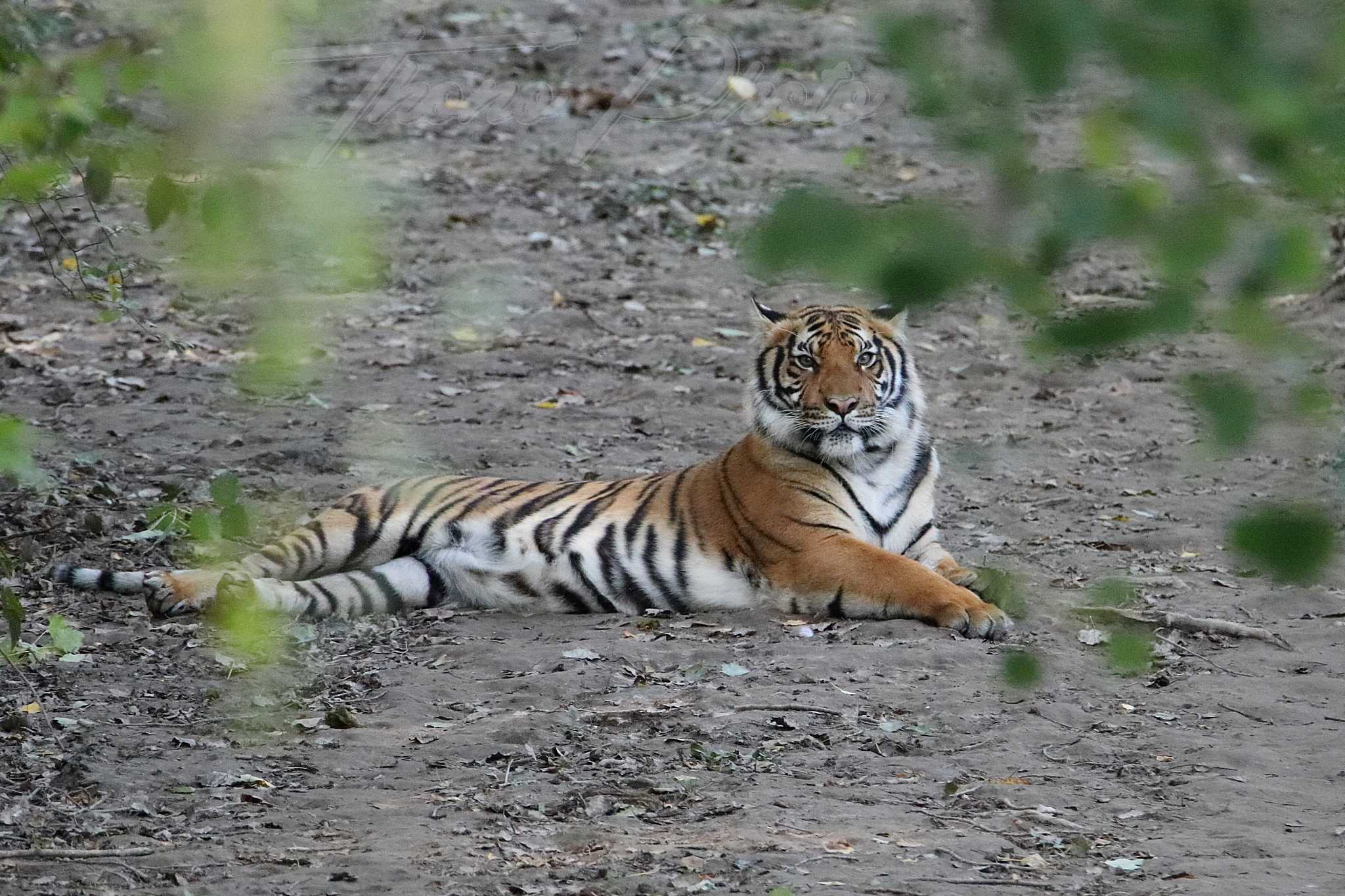 Tigre-Malaisie-2020-10-29-4865F