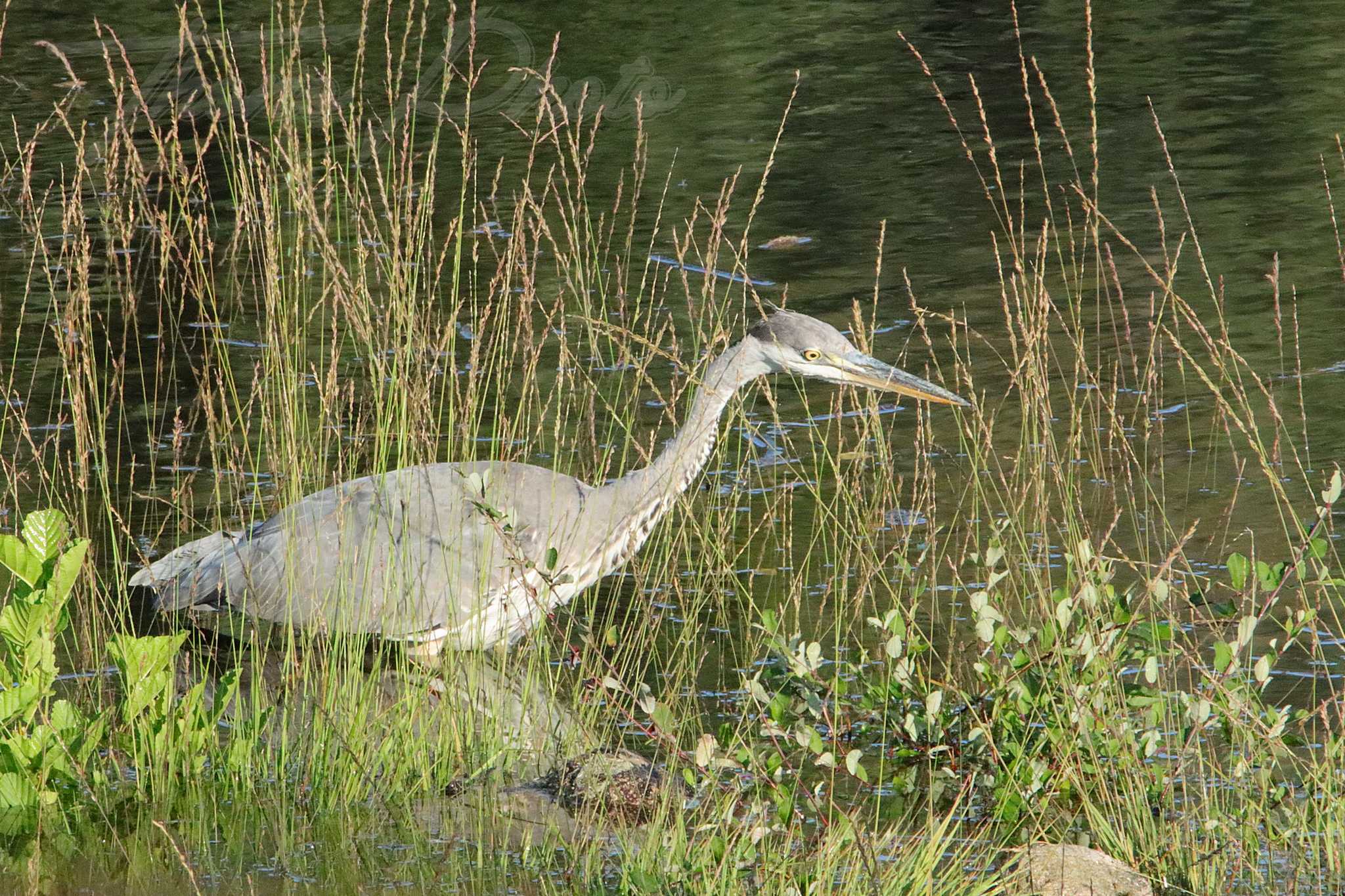 Heron cendre lac des bariousses treignac 2021 09 11 2 0262f