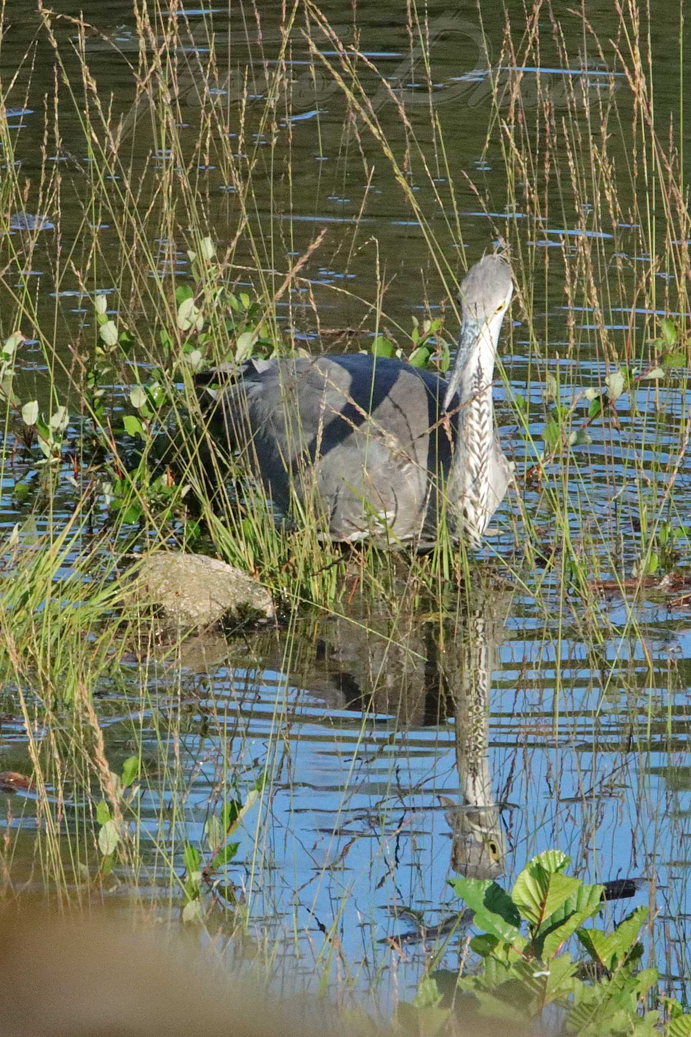 Heron cendre lac des bariousses treignac 2021 09 11 2 0268f