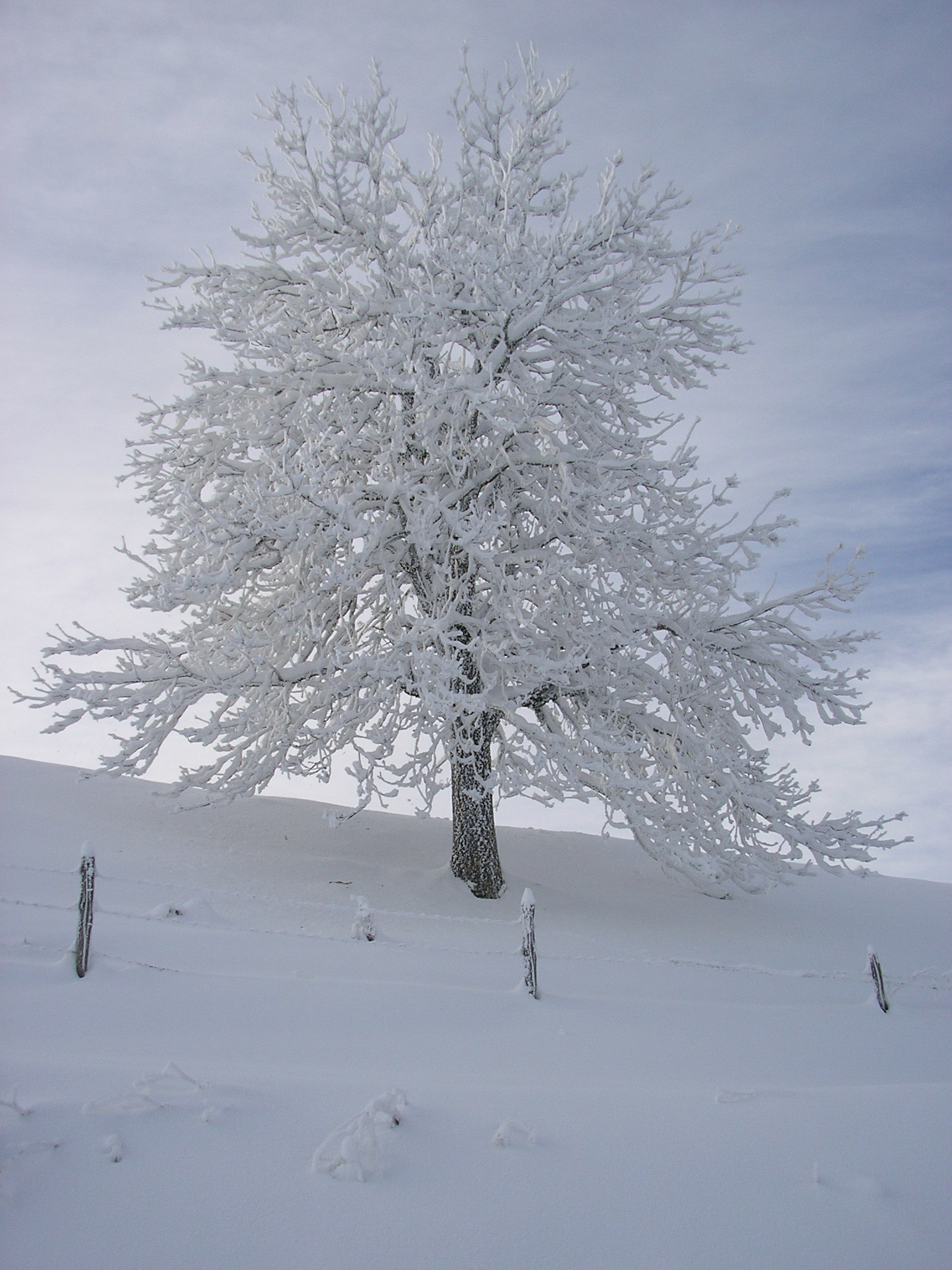 Marion noel hiver 2008 012