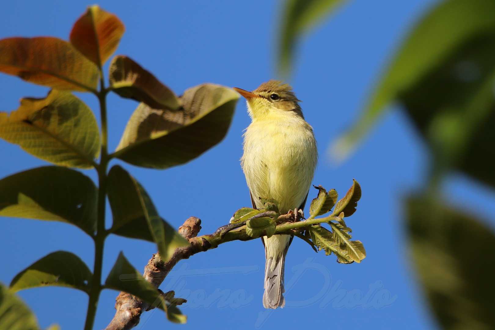 Pouillot-veloce-Sainte-Blandine-2021-05-23-6308F