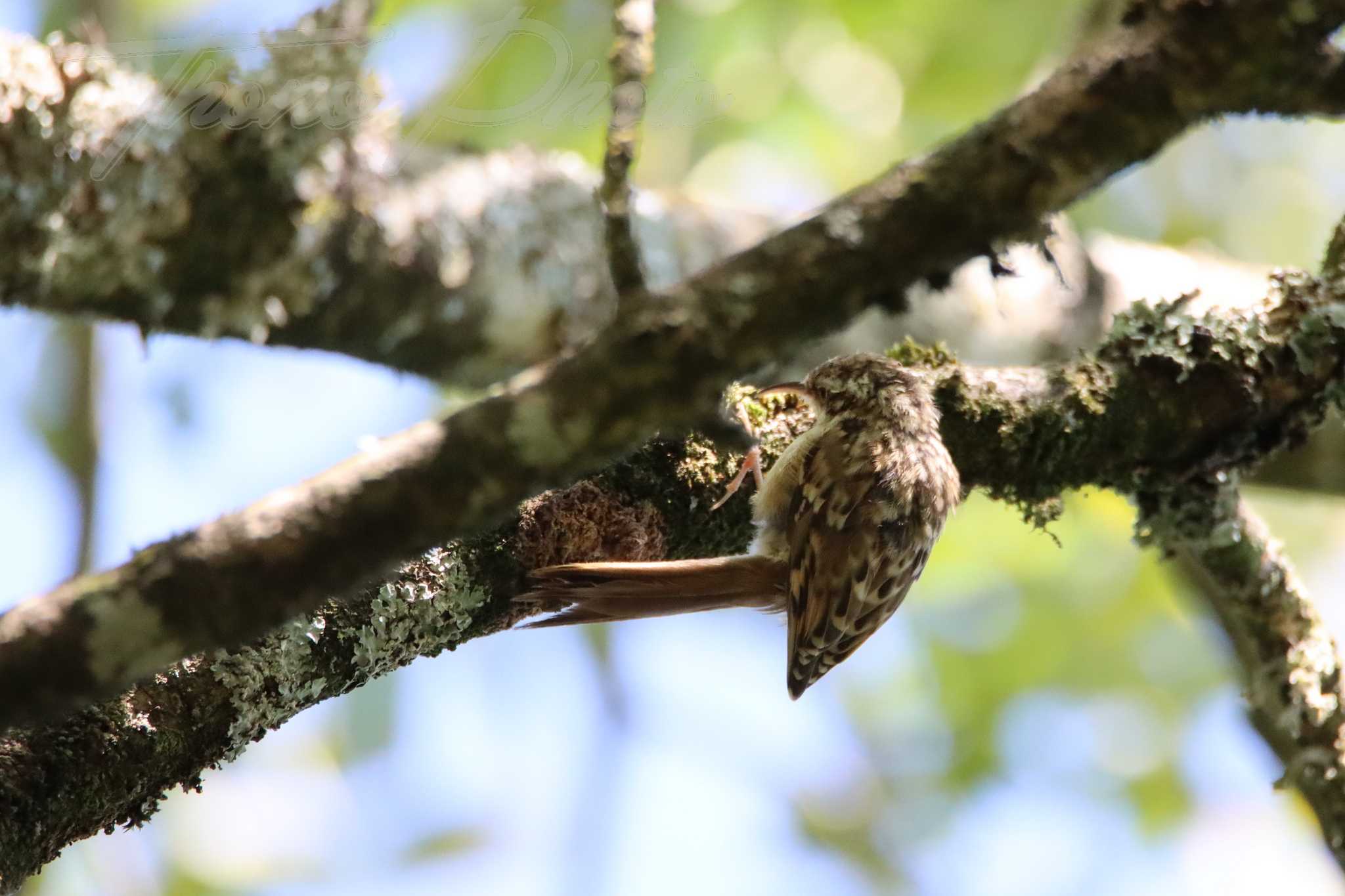 Grimpereau-des-jardins-Mougon-2021-08-28-6860F