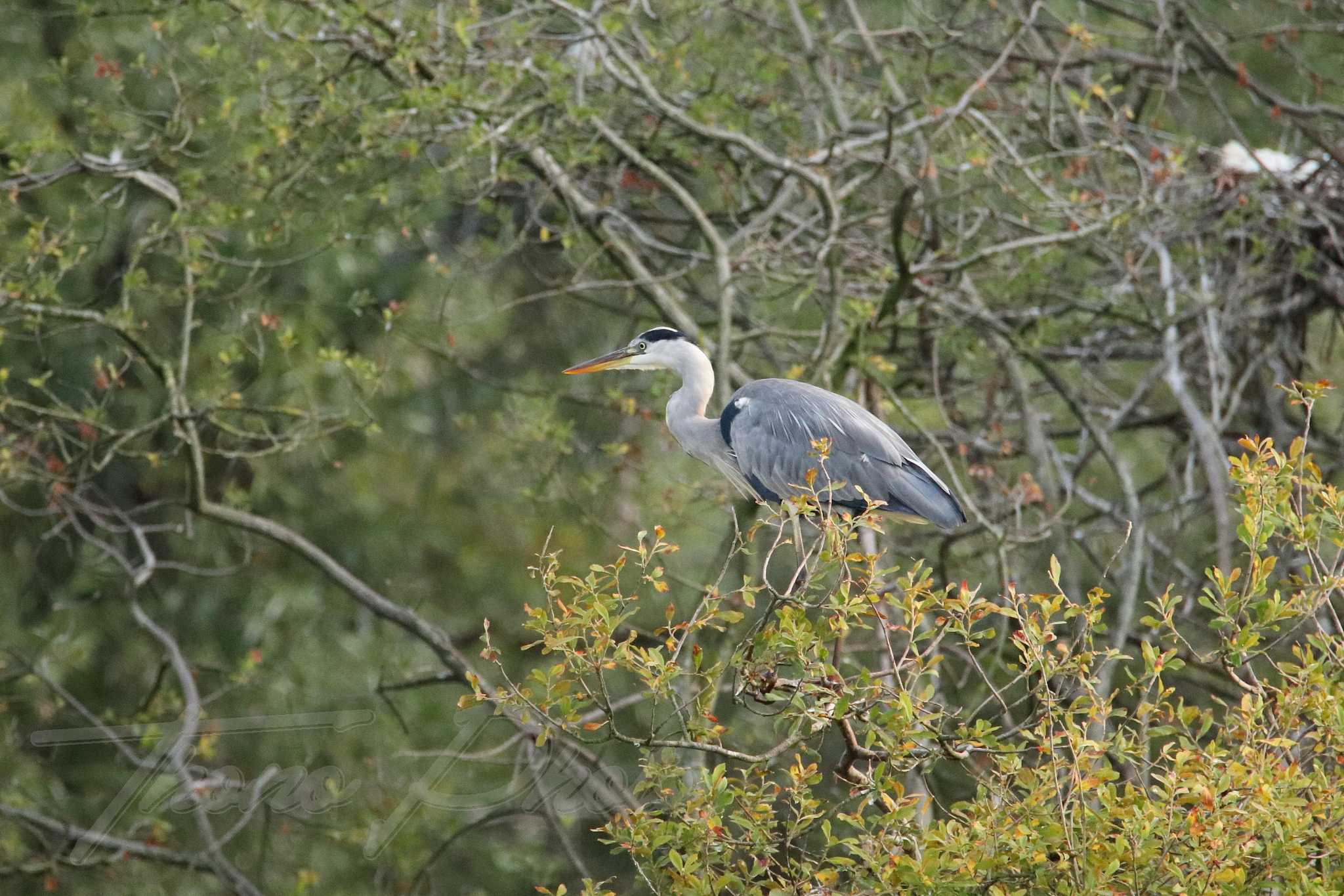 Heron-cendre-Lac-de-Maine-2021-07-16-6906F