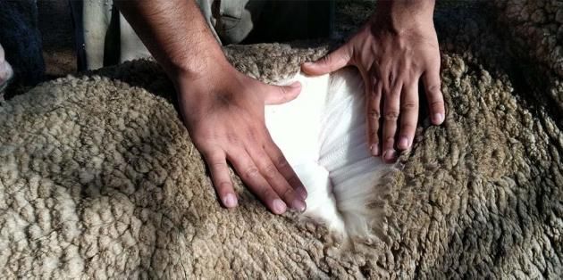 Le Mérinos, une laine chaude qui régule la transpiration