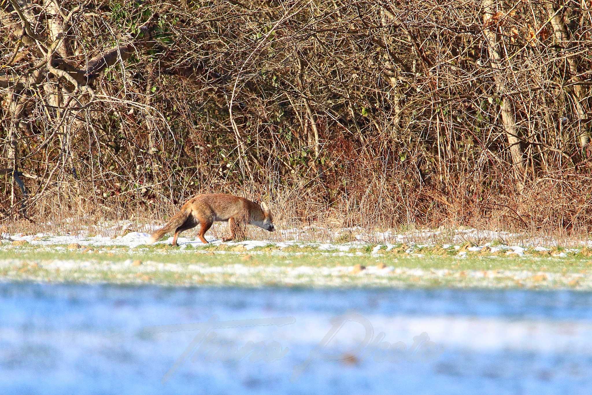 Renard boissy sous st yon 2021 02 13 3f