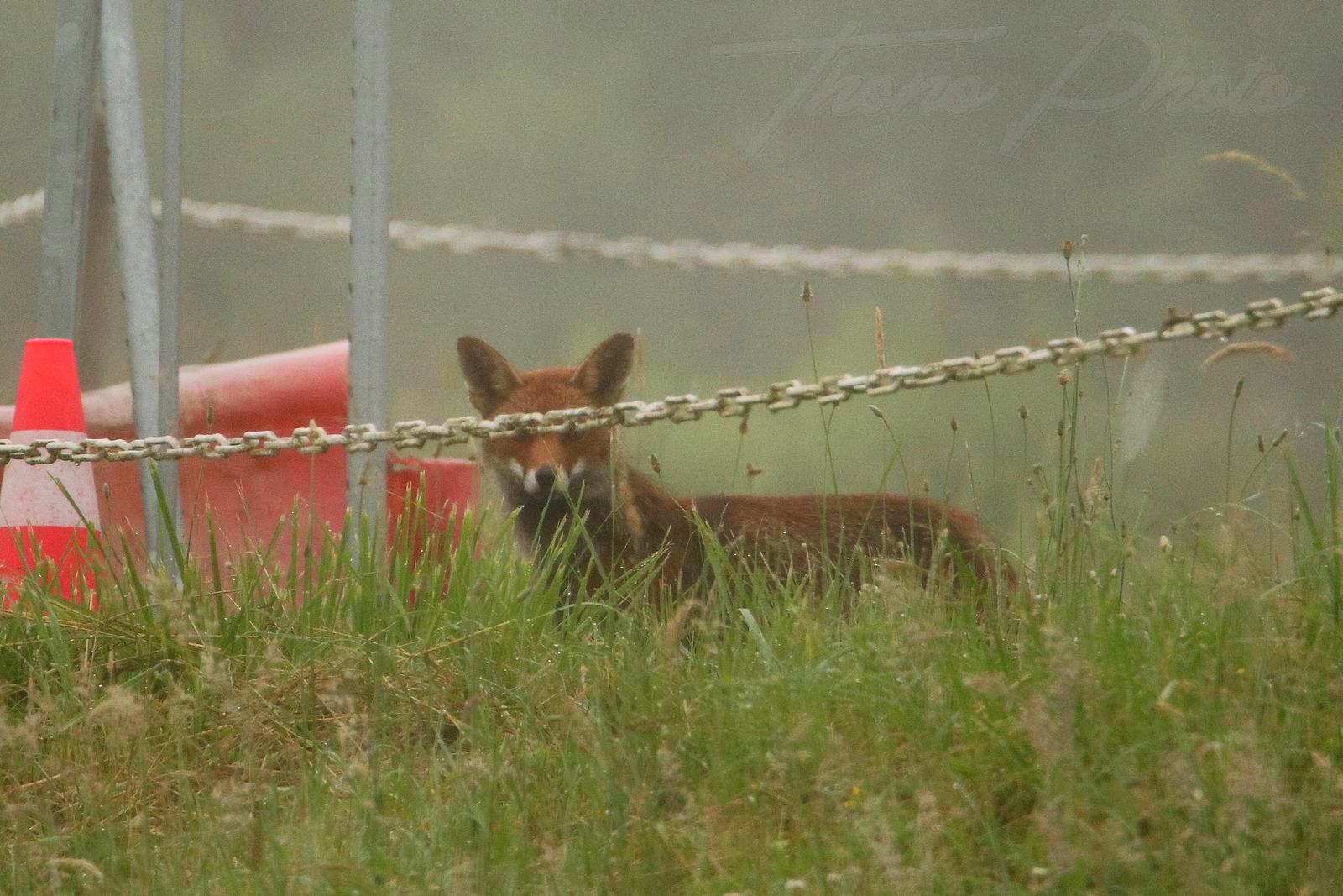 Renard-Breuillet-2021-06-19-6697F