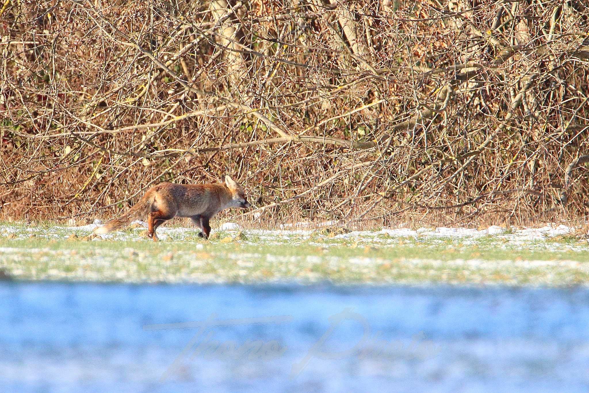 Renard boissy sous st yon 2021 02 13 1f