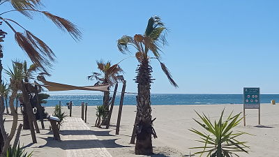 Palmiers canet opt