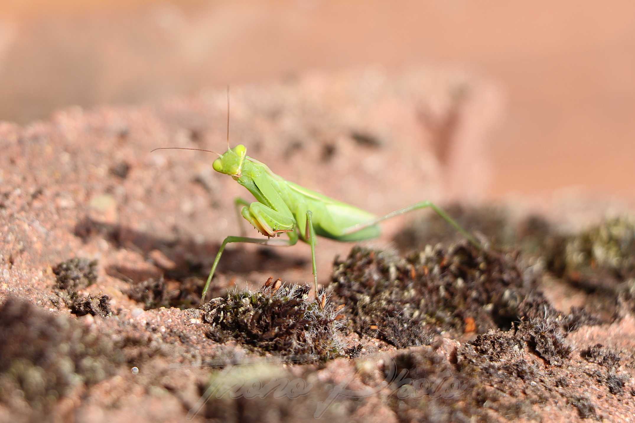 Mante religieuse breuillet 2019 07 28 5f