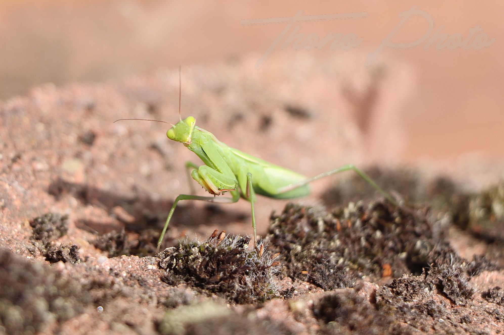 Mante religieuse breuillet 2019 07 28 5f