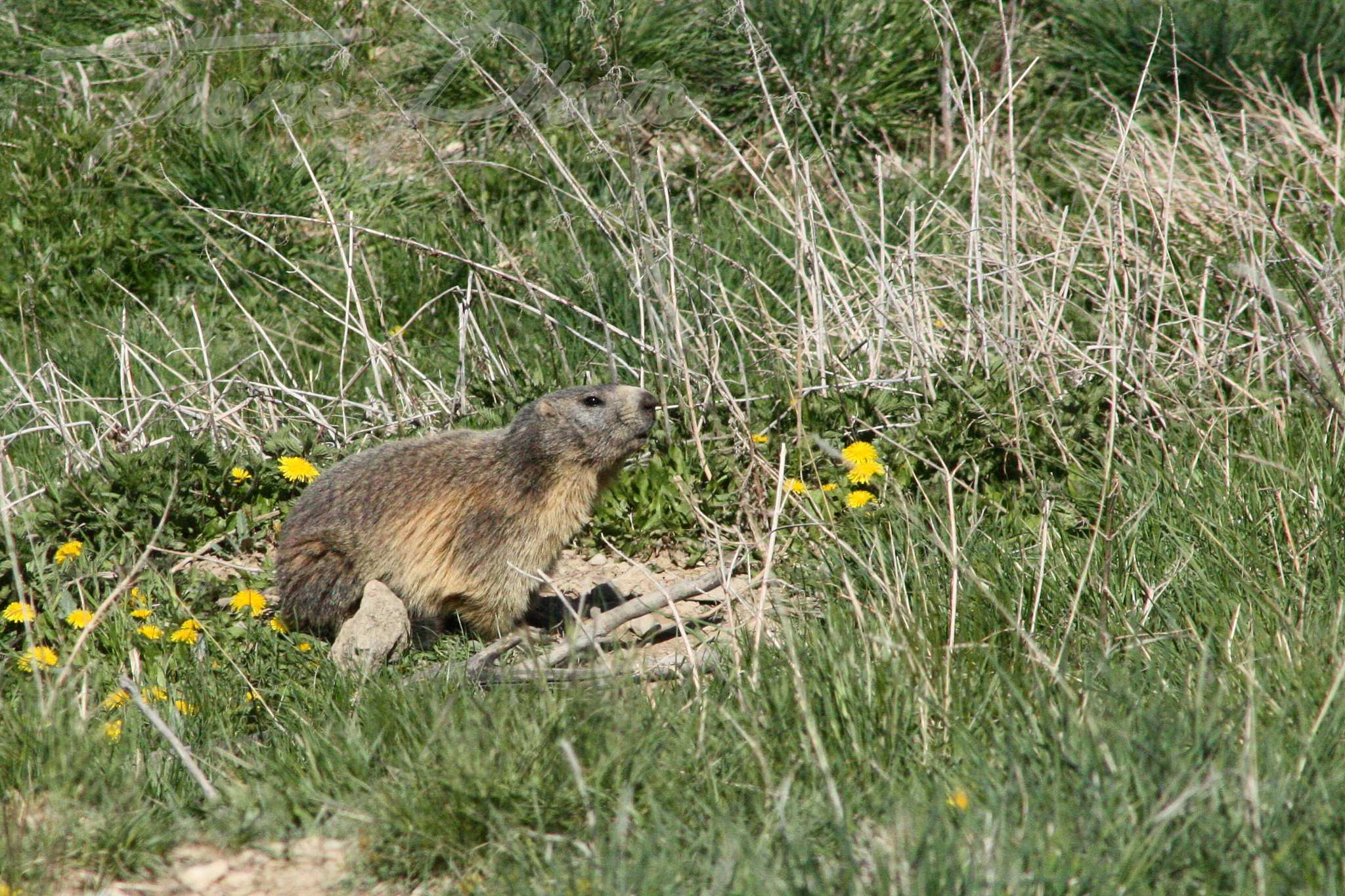 Marmotte-Vallee-Ubaye-2016-05-17-2982F