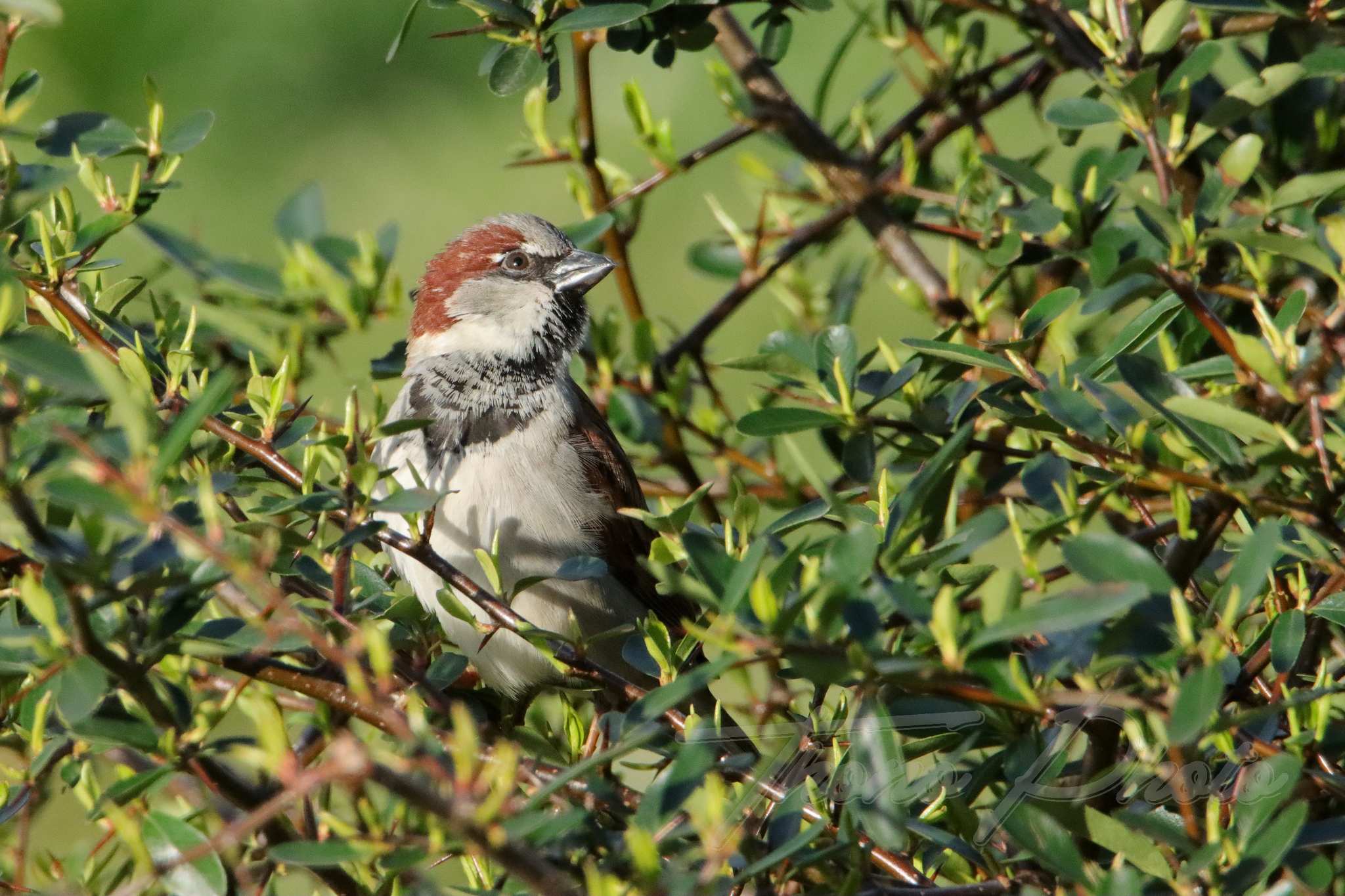 Moineau domestique breuillet 2022 02 19 1371f