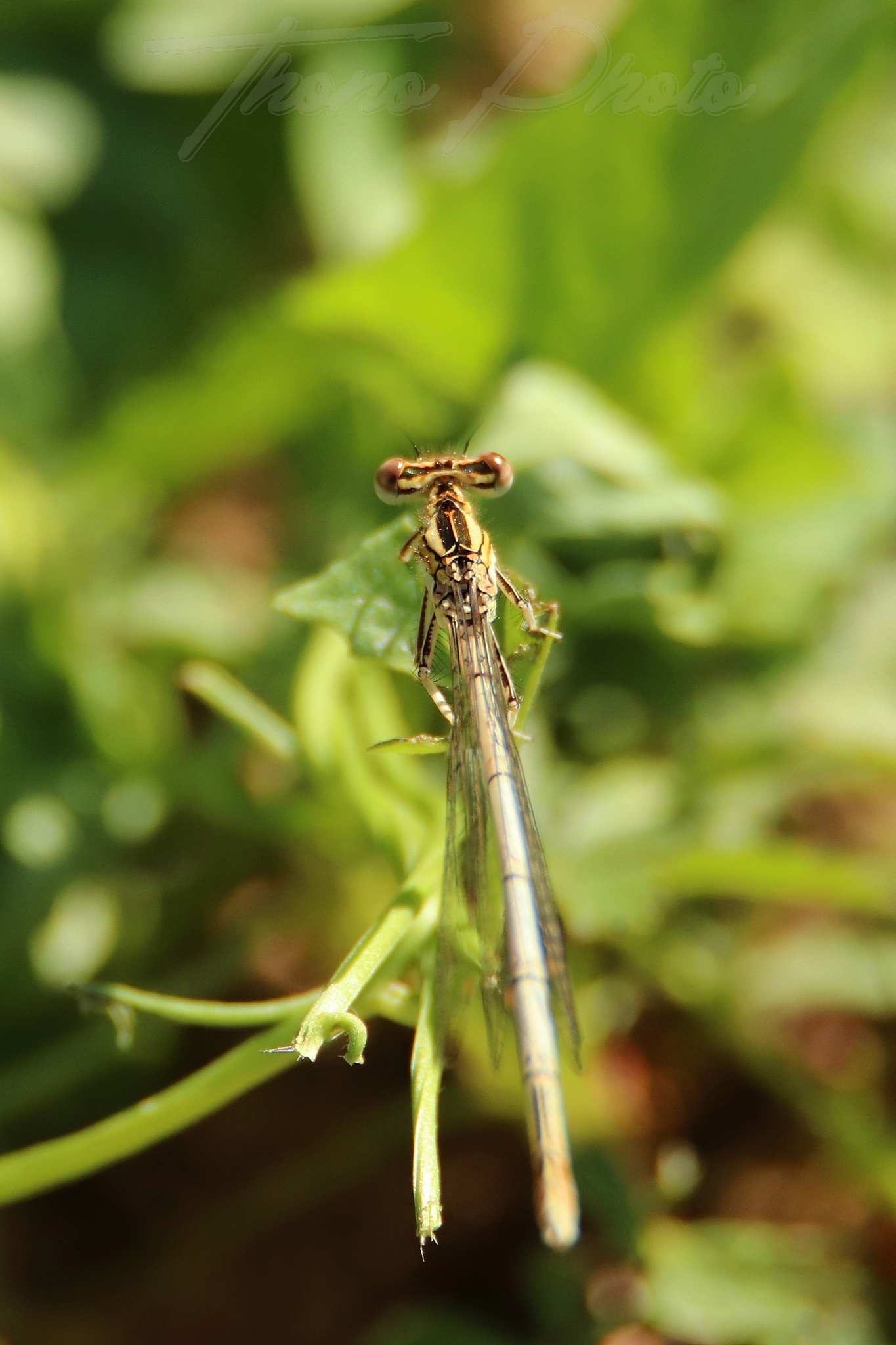 Demoiselle agrion orange male breuillet 2021 06 15 6671f