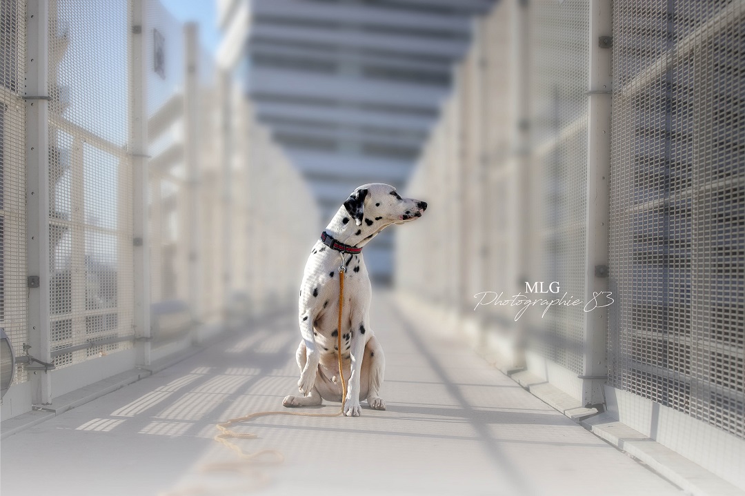 Shooting photo chien 83 mlg photographie 83