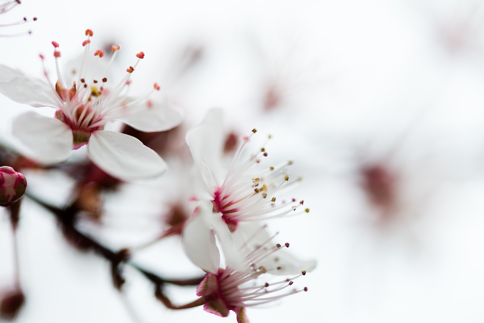 Fleurs à partager