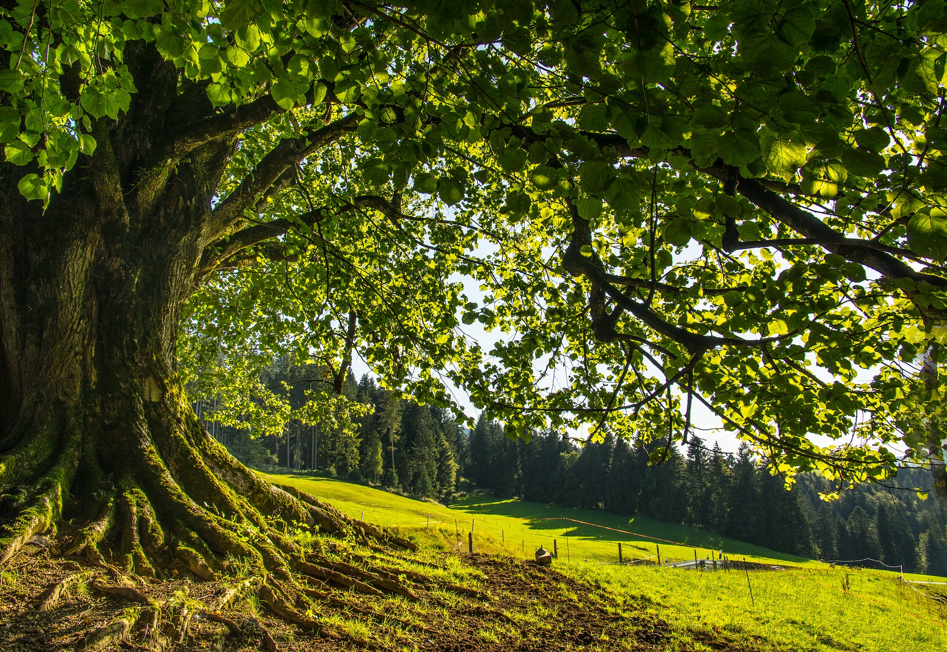 Image par renee stockinger de pixabay