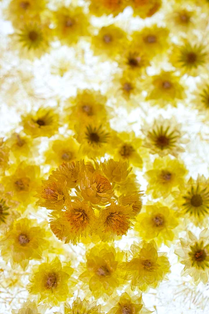 Immortelle