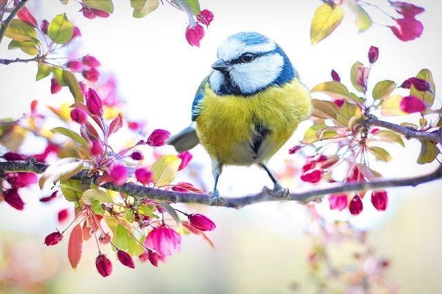 V'LA LE PRINTEMPS QUI REVIENT...