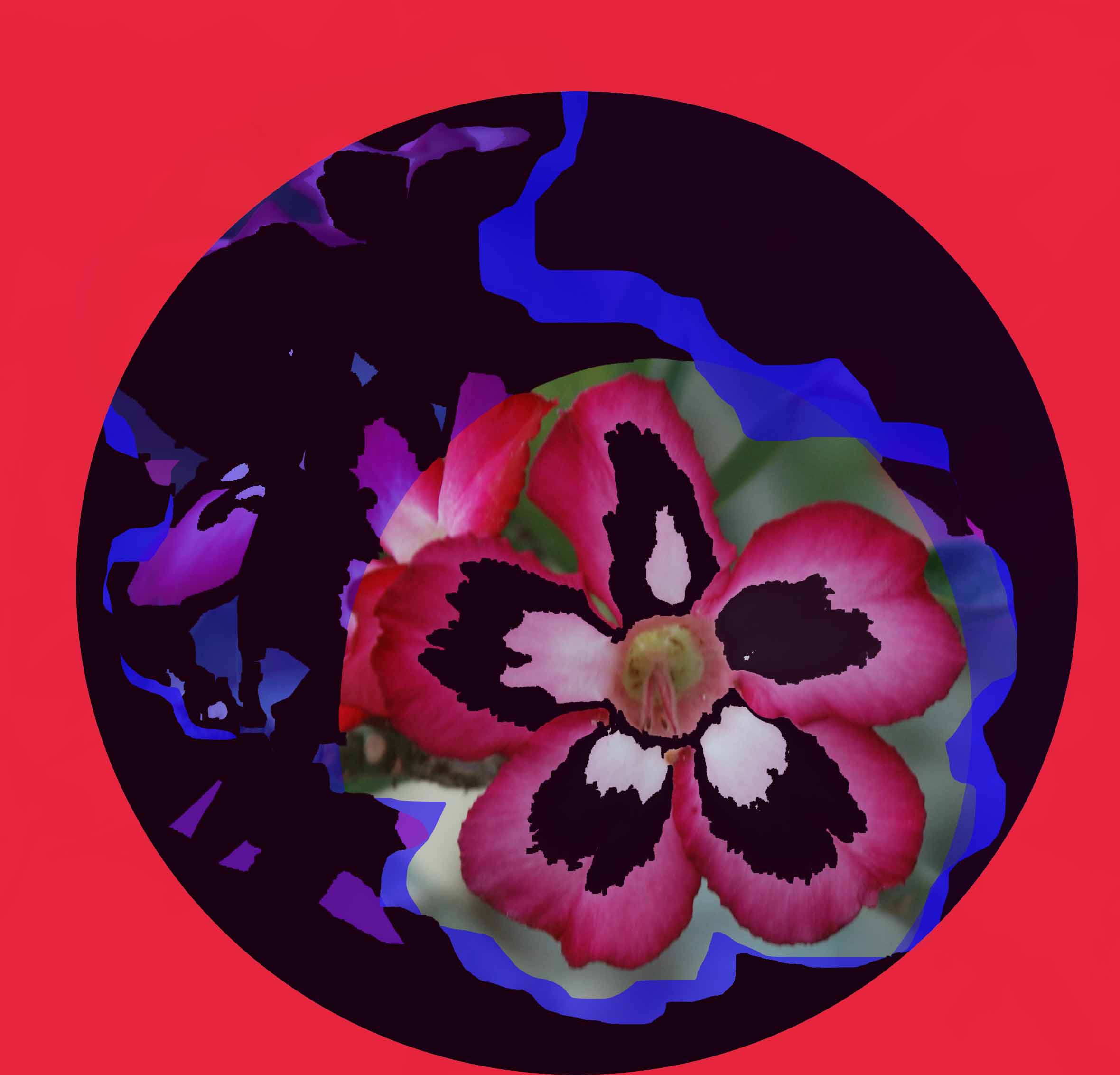 Fleurs-et-fond-rouge-cercle-noir-2-