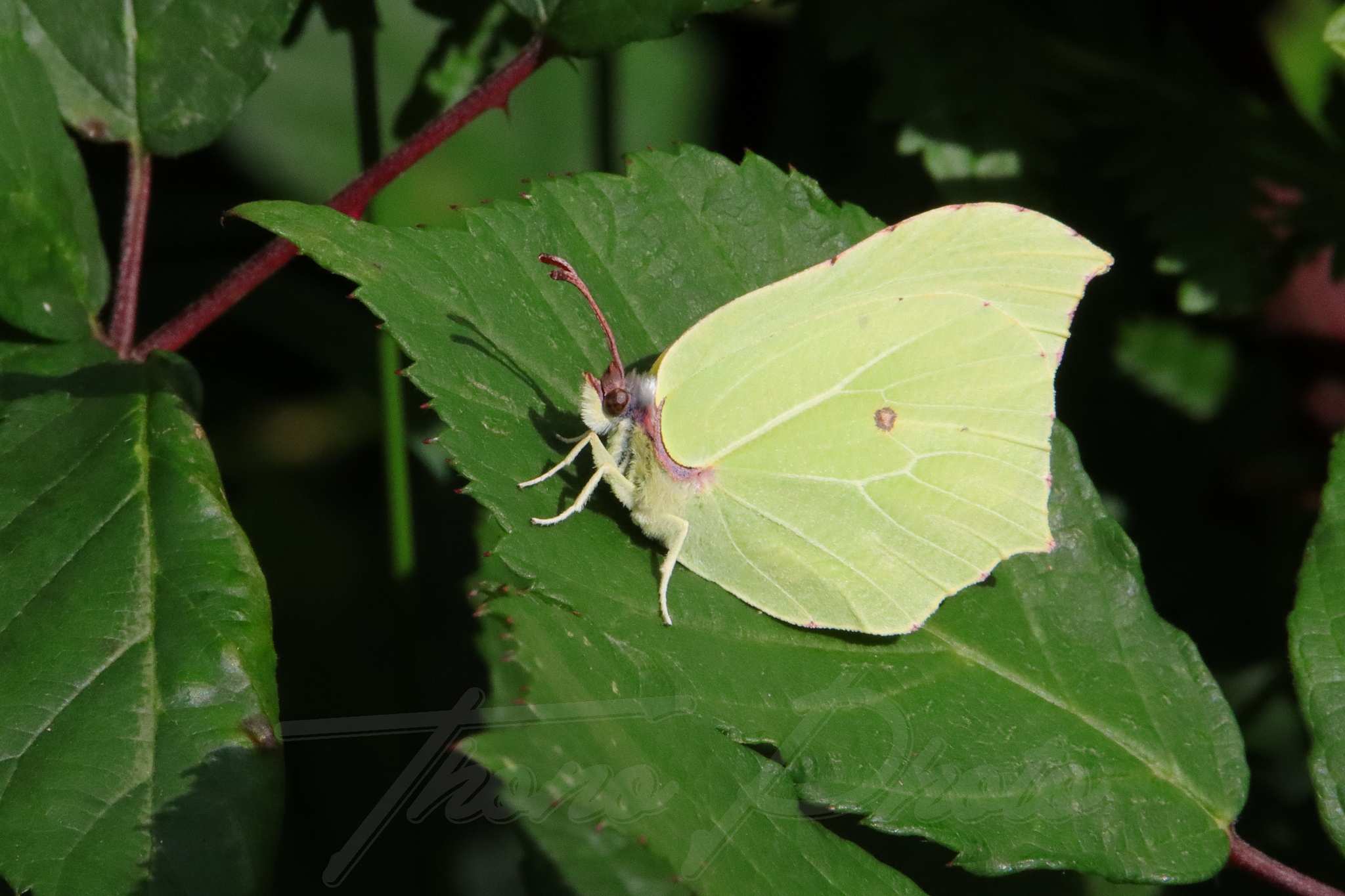 Citron gonepteryx rhamni treignac 2021 09 08 0155f