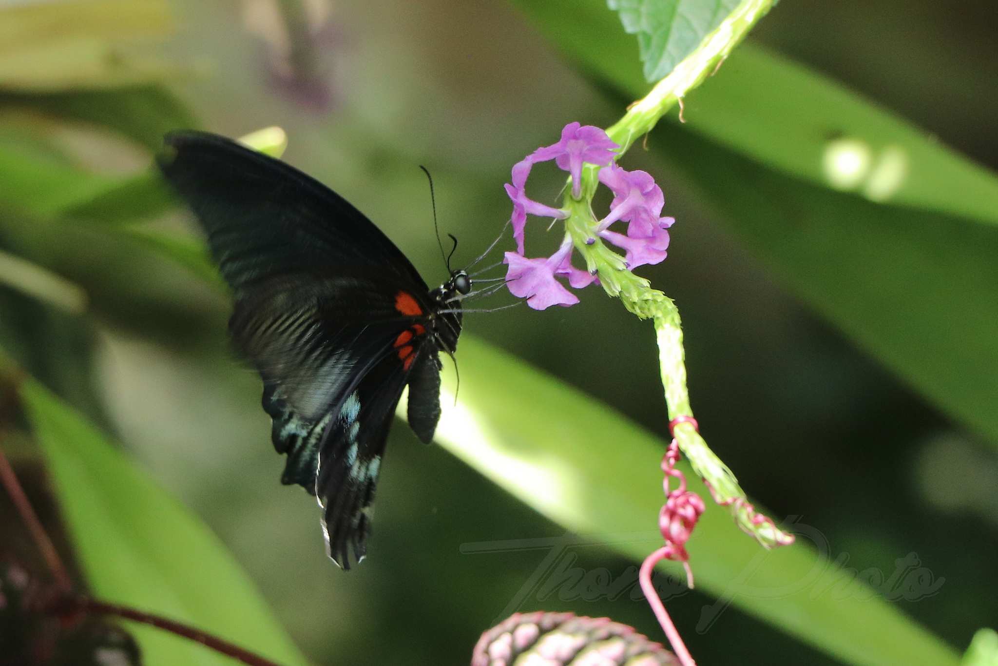 Terra botanica 2021 07 17 7136f