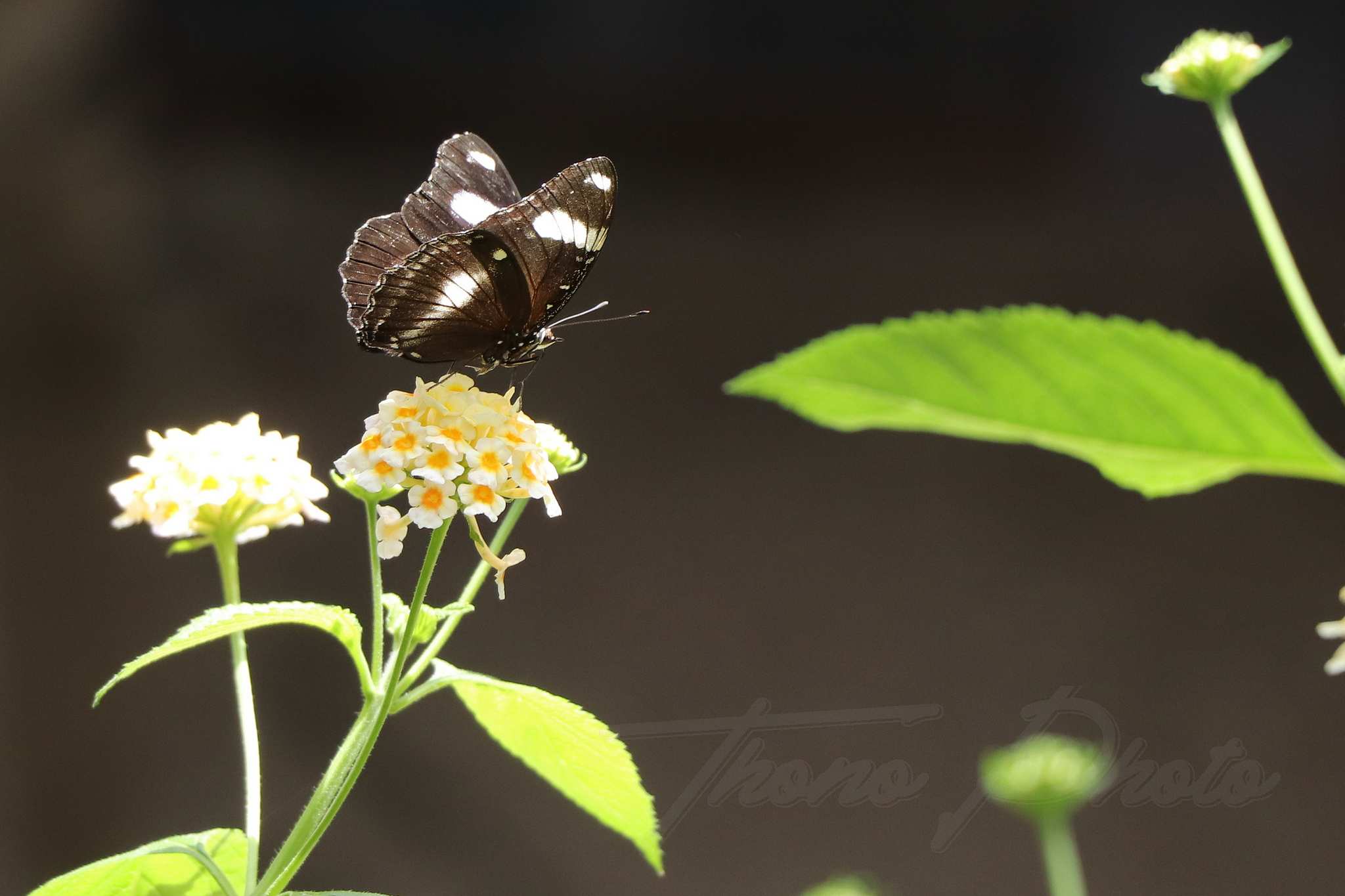 Terra botanica 2021 07 17 7159f