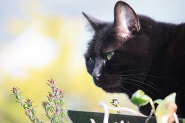 Chat-noir-avec-fleur