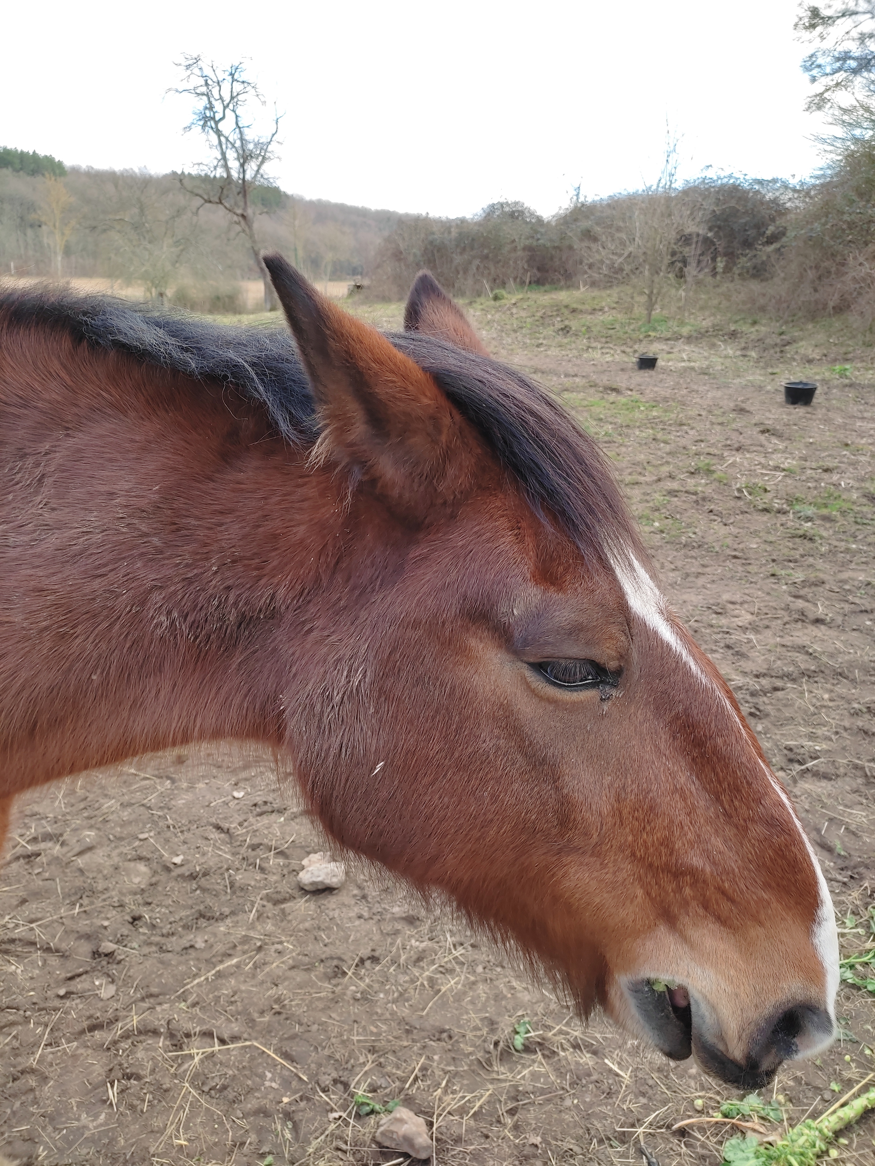 Sortie hebdo les ventes 10 03 2022 tete chev
