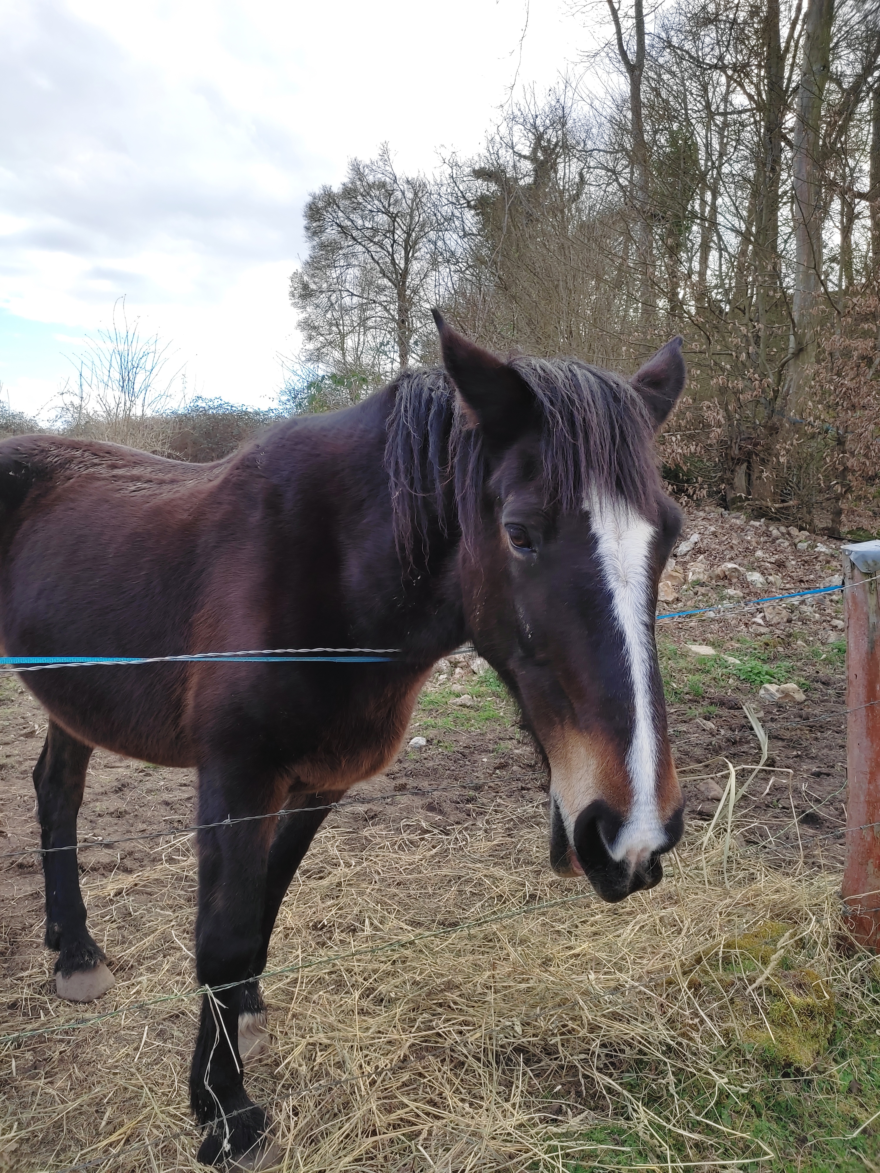 Sortie hebdo les ventes 10 03 2022 cheval
