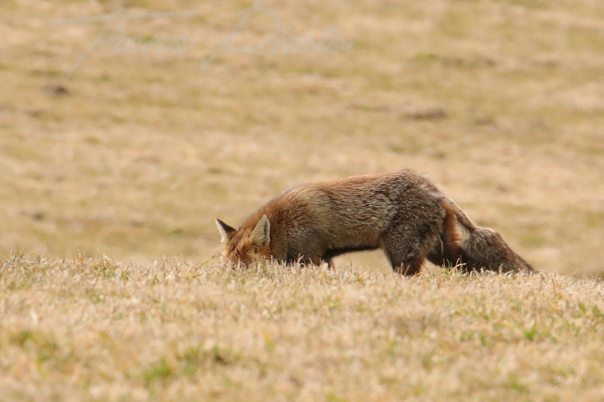 Renard chastreix 2022 03 10 2103f