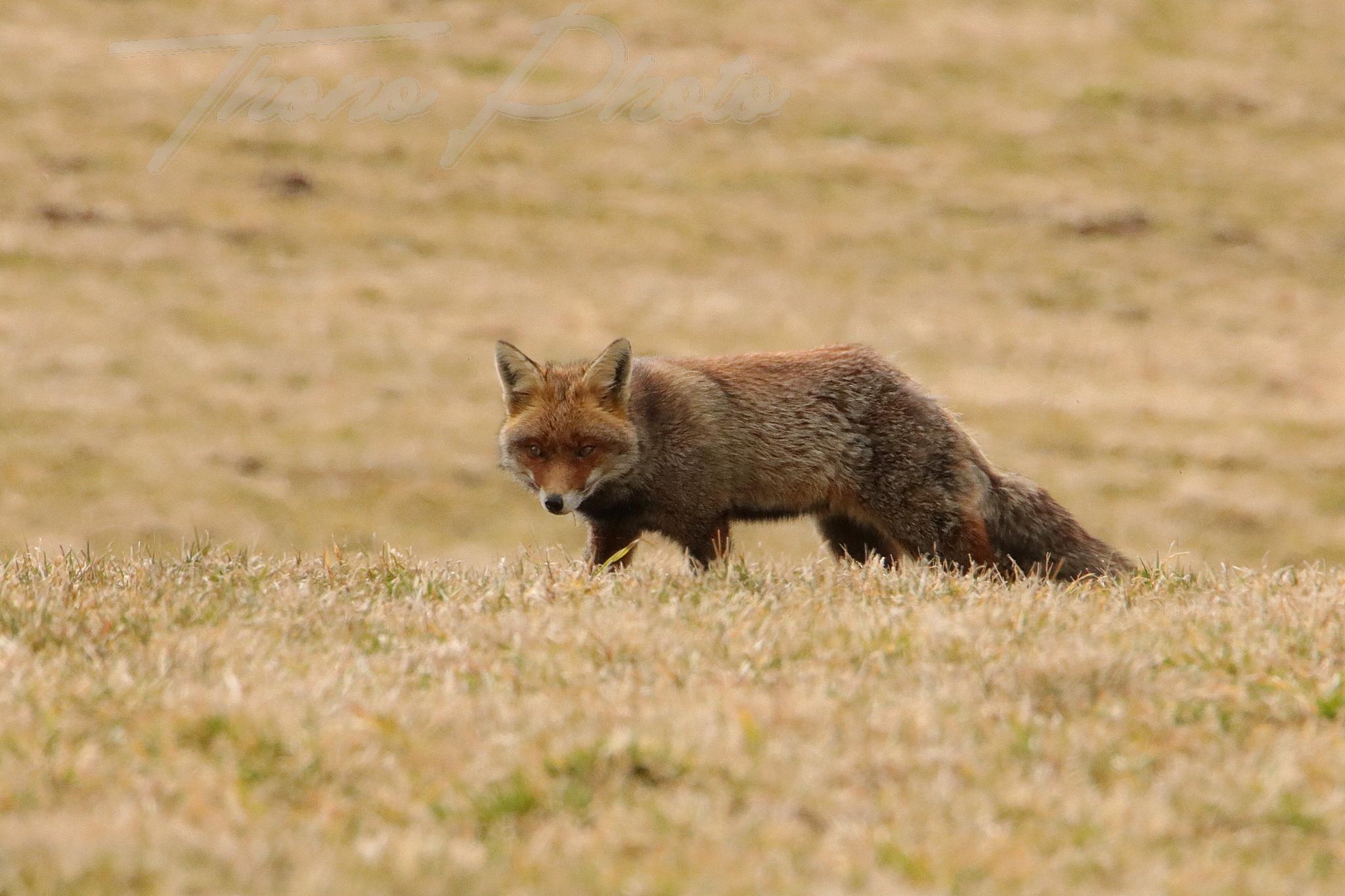 Renard chastreix 2022 03 10 2106f