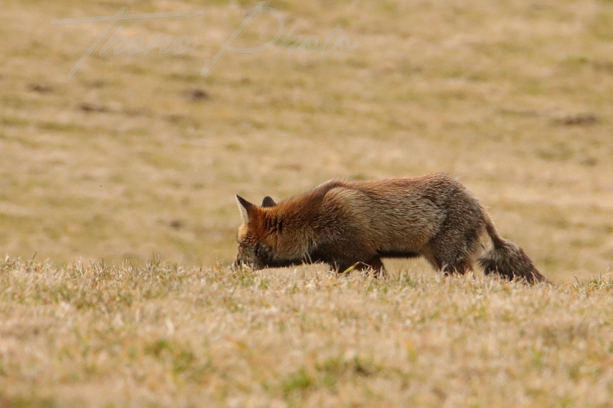 Renard chastreix 2022 03 10 2108f