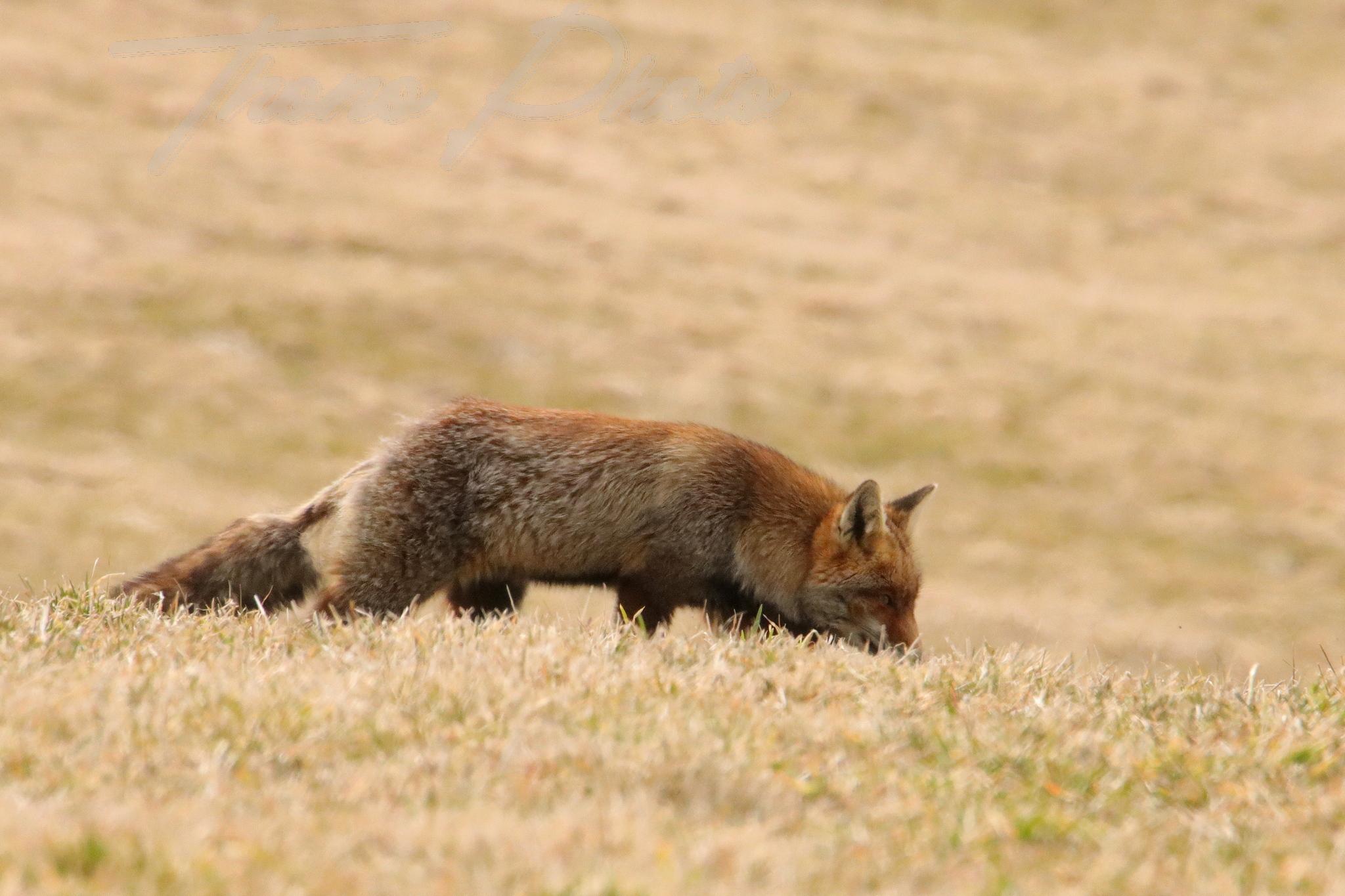 Renard chastreix 2022 03 10 2112f