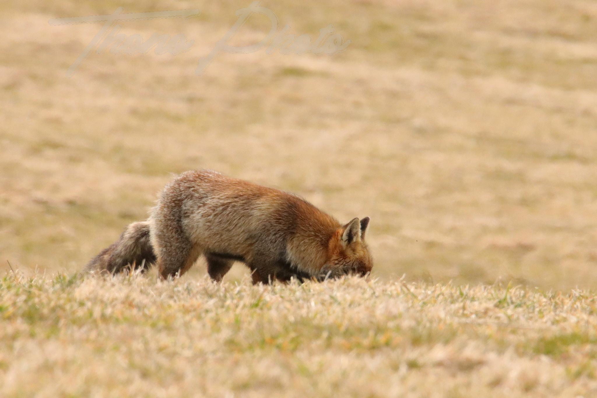 Renard chastreix 2022 03 10 2115f