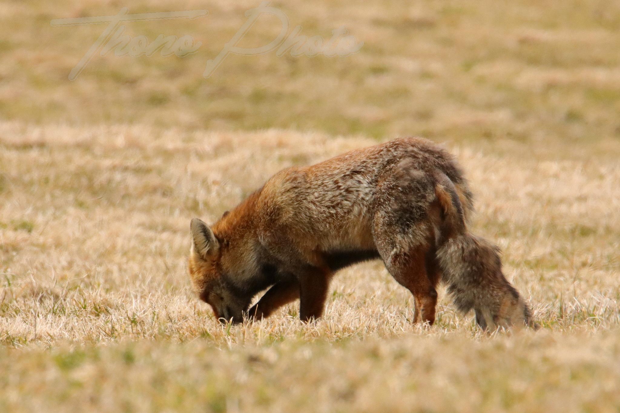 Renard chastreix 2022 03 10 2122f