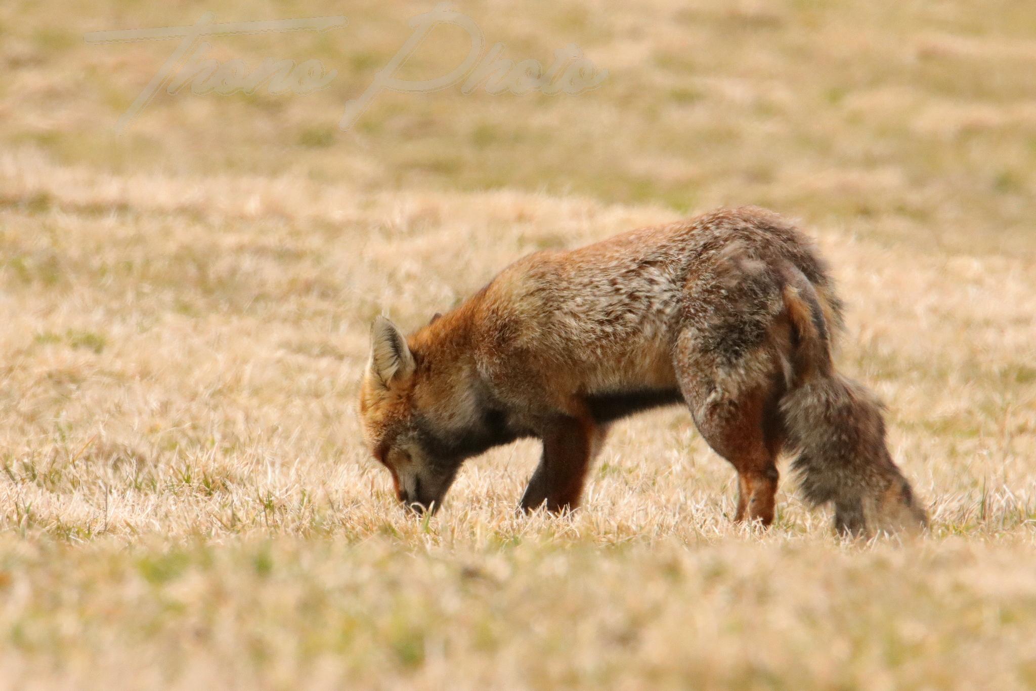 Renard chastreix 2022 03 10 2129f