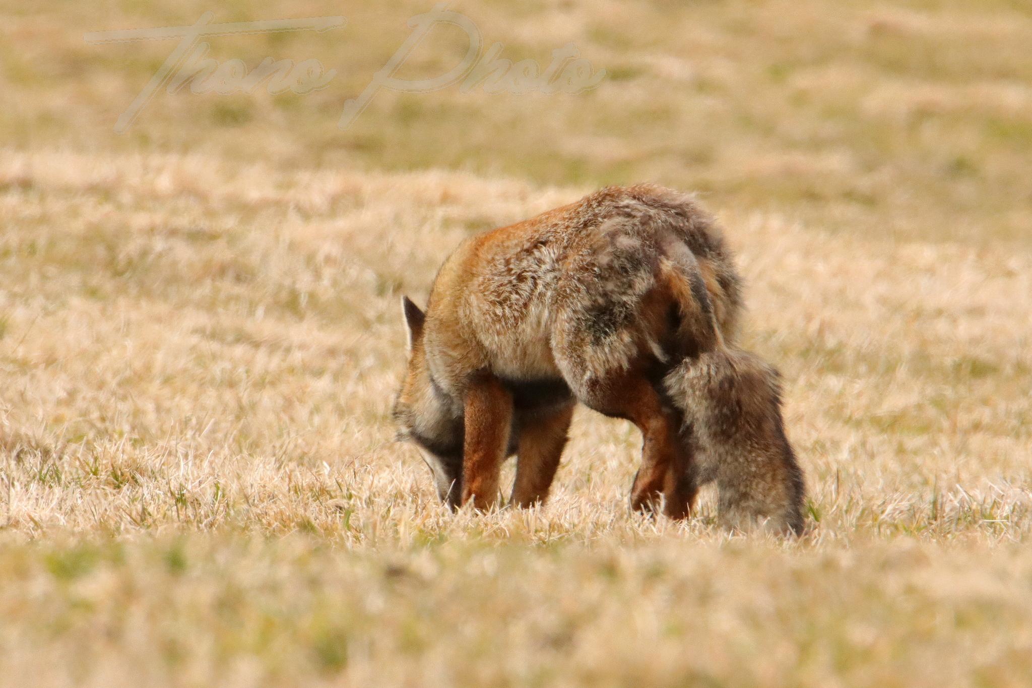 Renard chastreix 2022 03 10 2132f