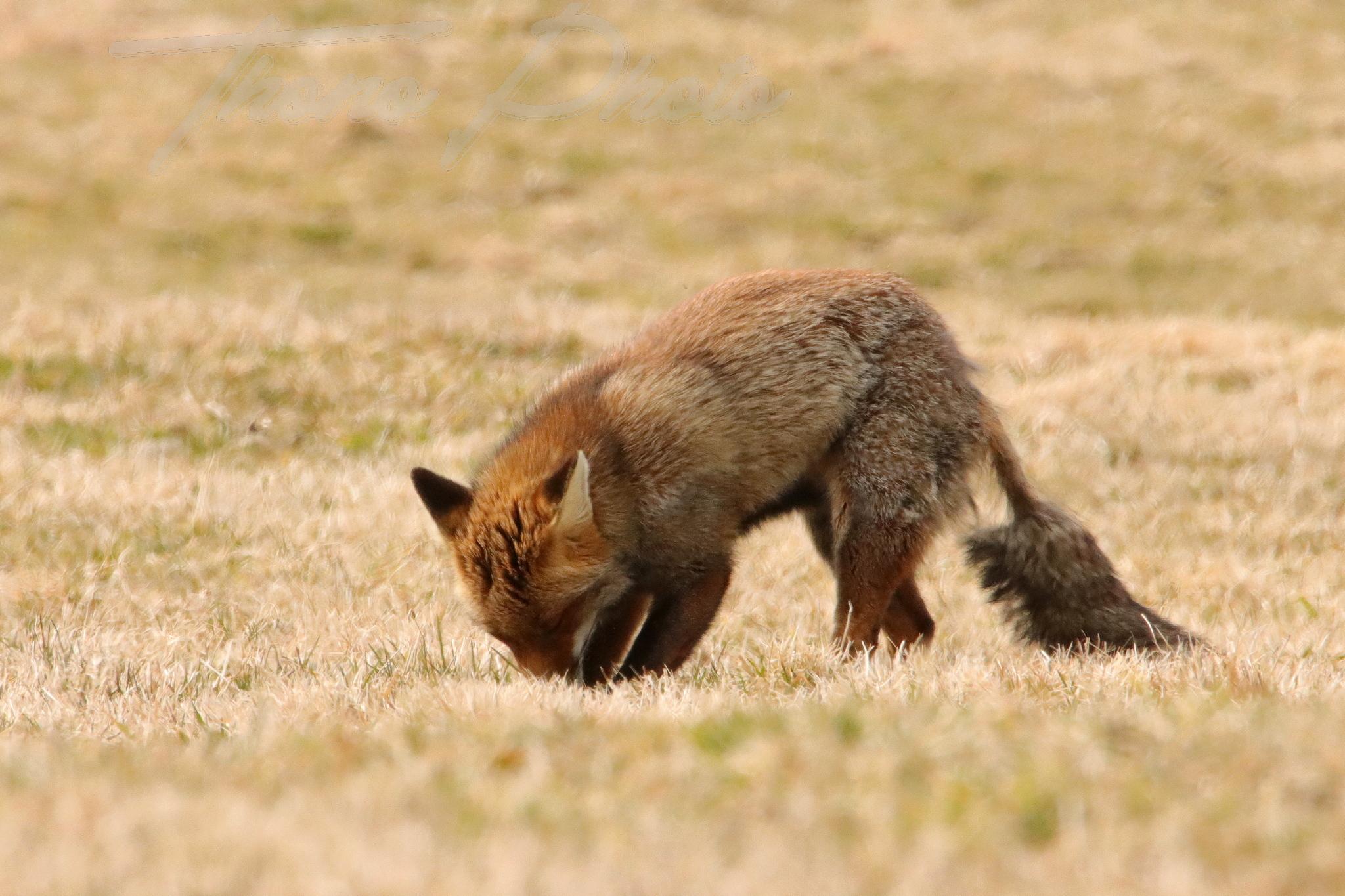 Renard chastreix 2022 03 10 2134f