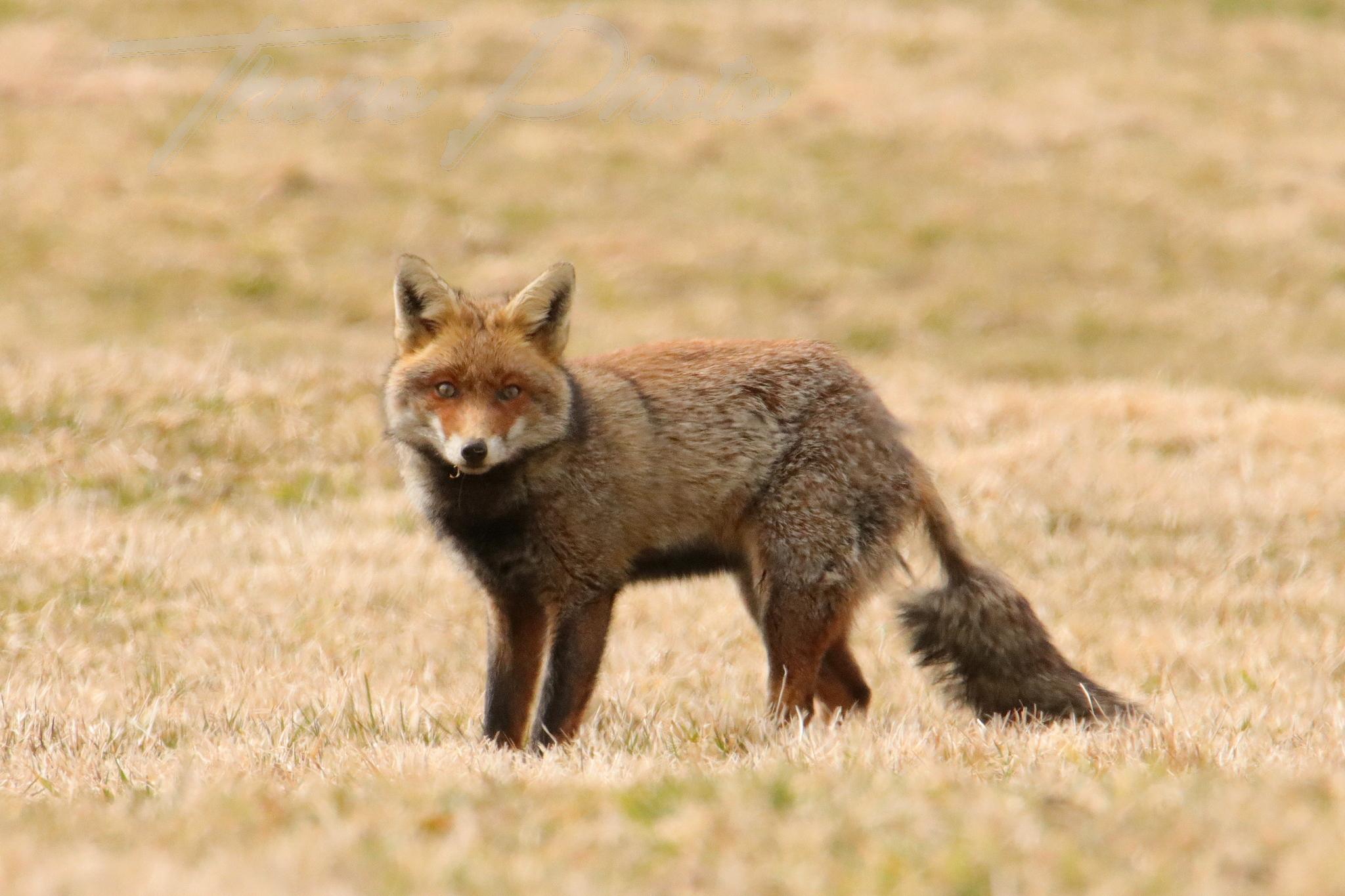 Renard chastreix 2022 03 10 2138f