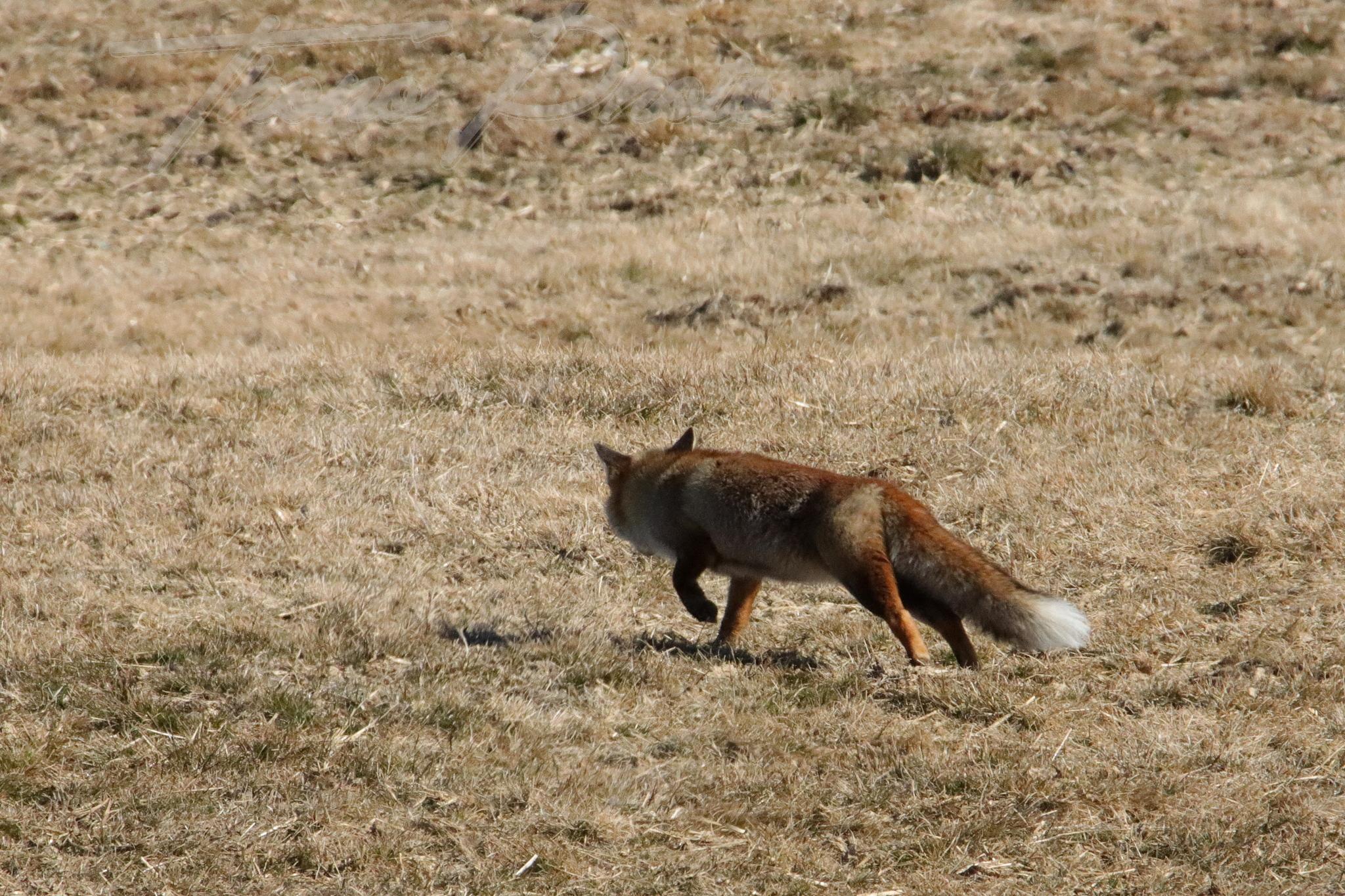 Renard besse en chandesse 2022 03 08 2002f