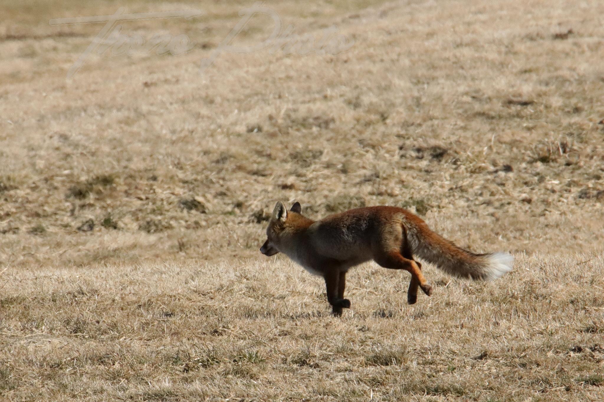 Renard besse en chandesse 2022 03 08 2003f