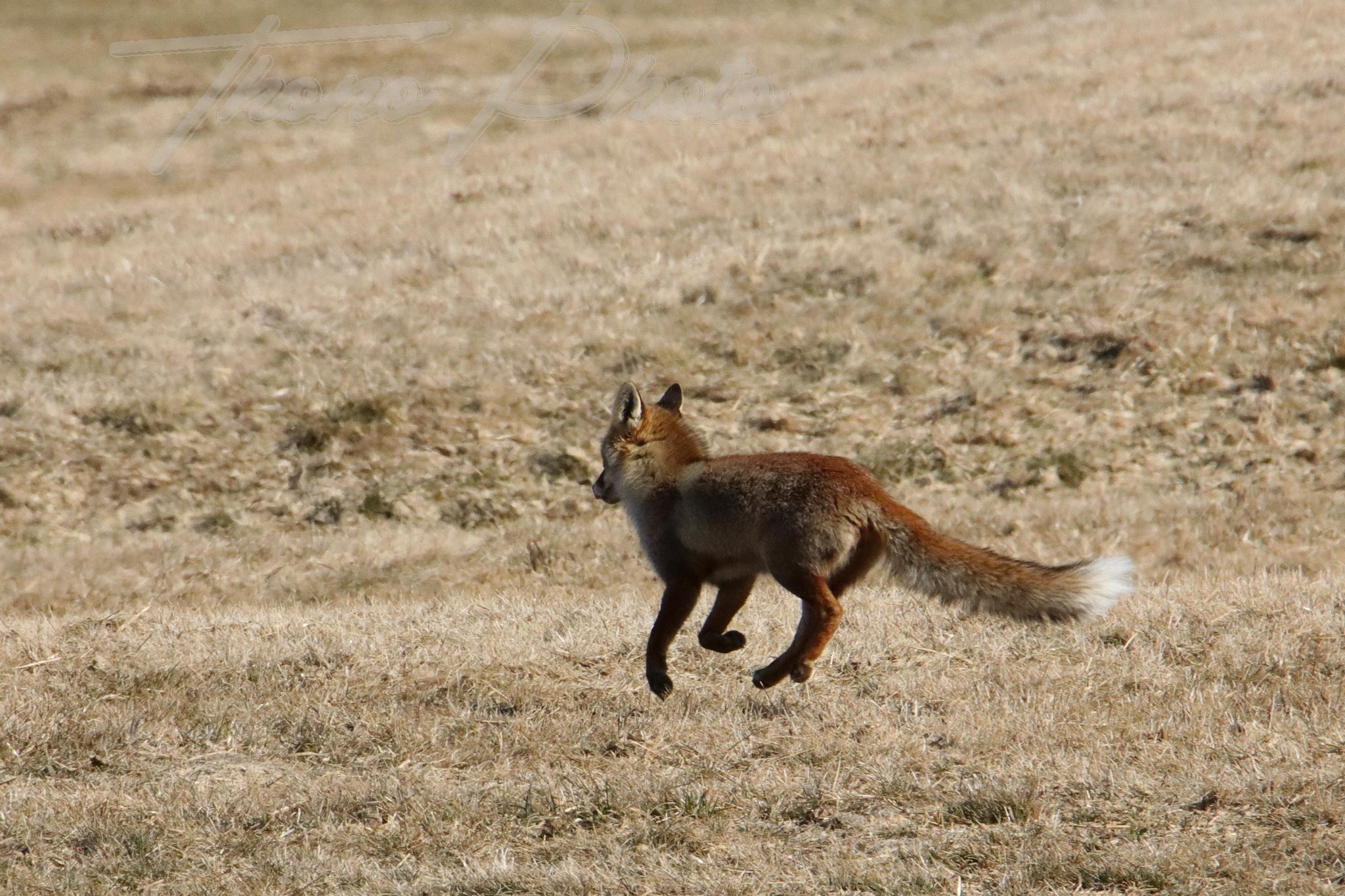 Renard besse en chandesse 2022 03 08 2004f