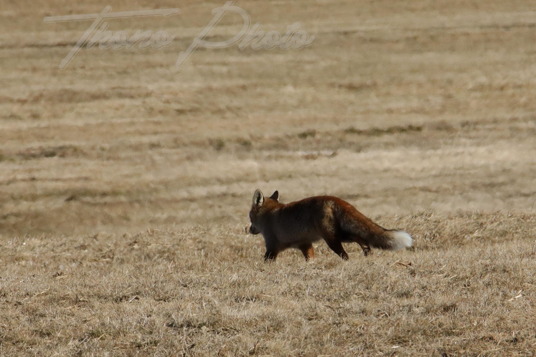 Renard besse en chandesse 2022 03 08 2008f