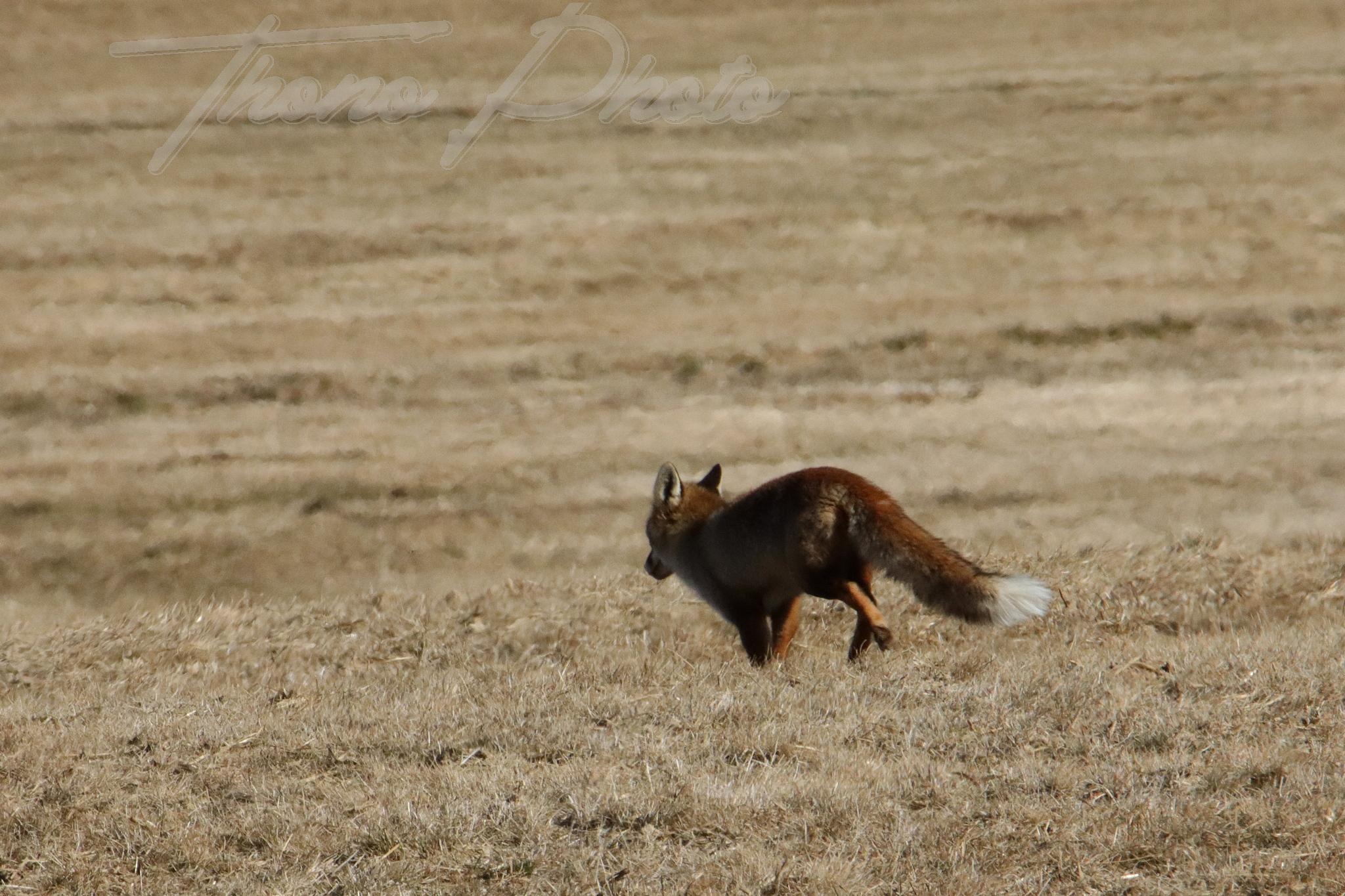 Renard besse en chandesse 2022 03 08 2009f
