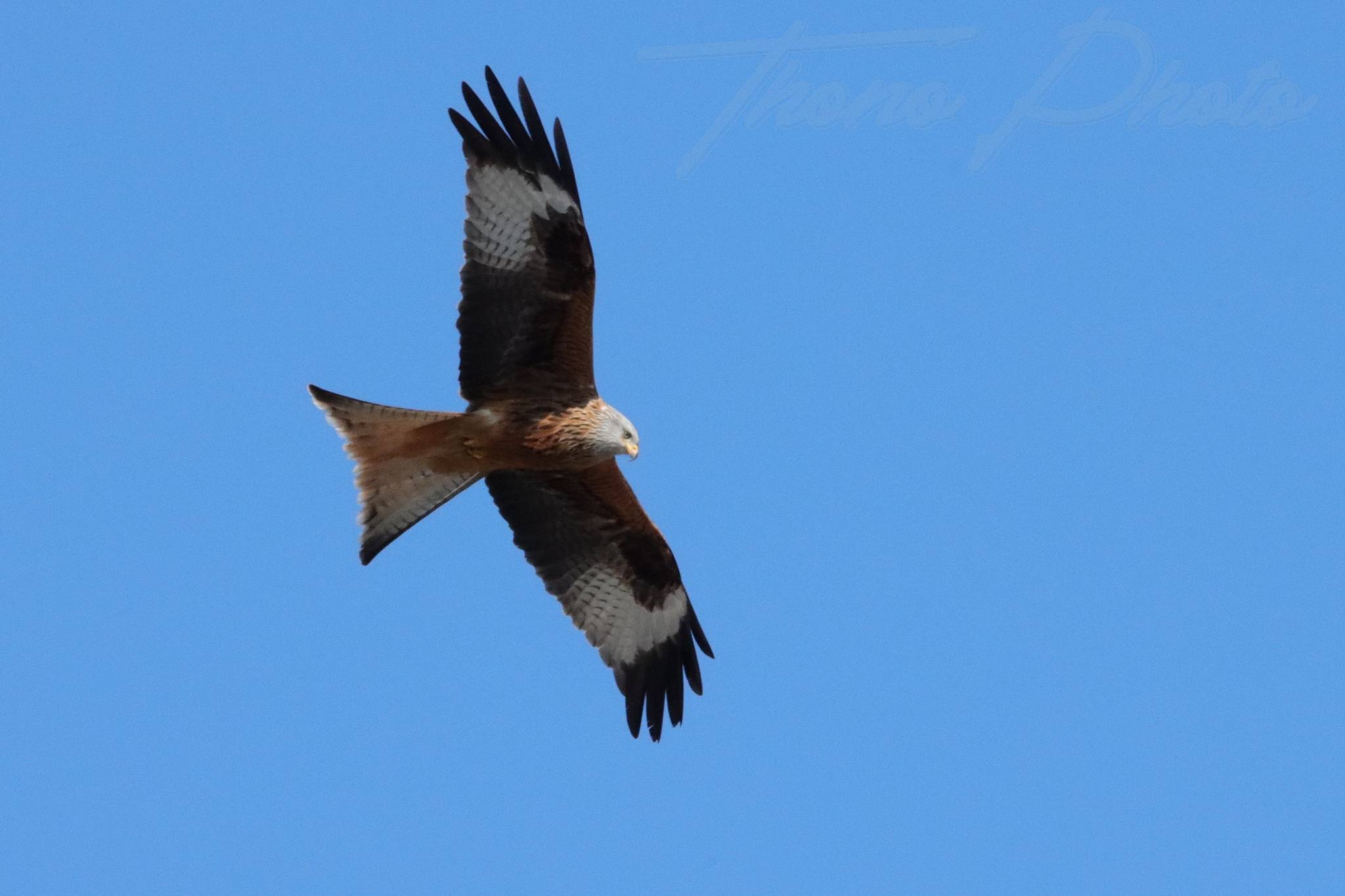 Milan royal chambon le lac 2022 03 07 1765f